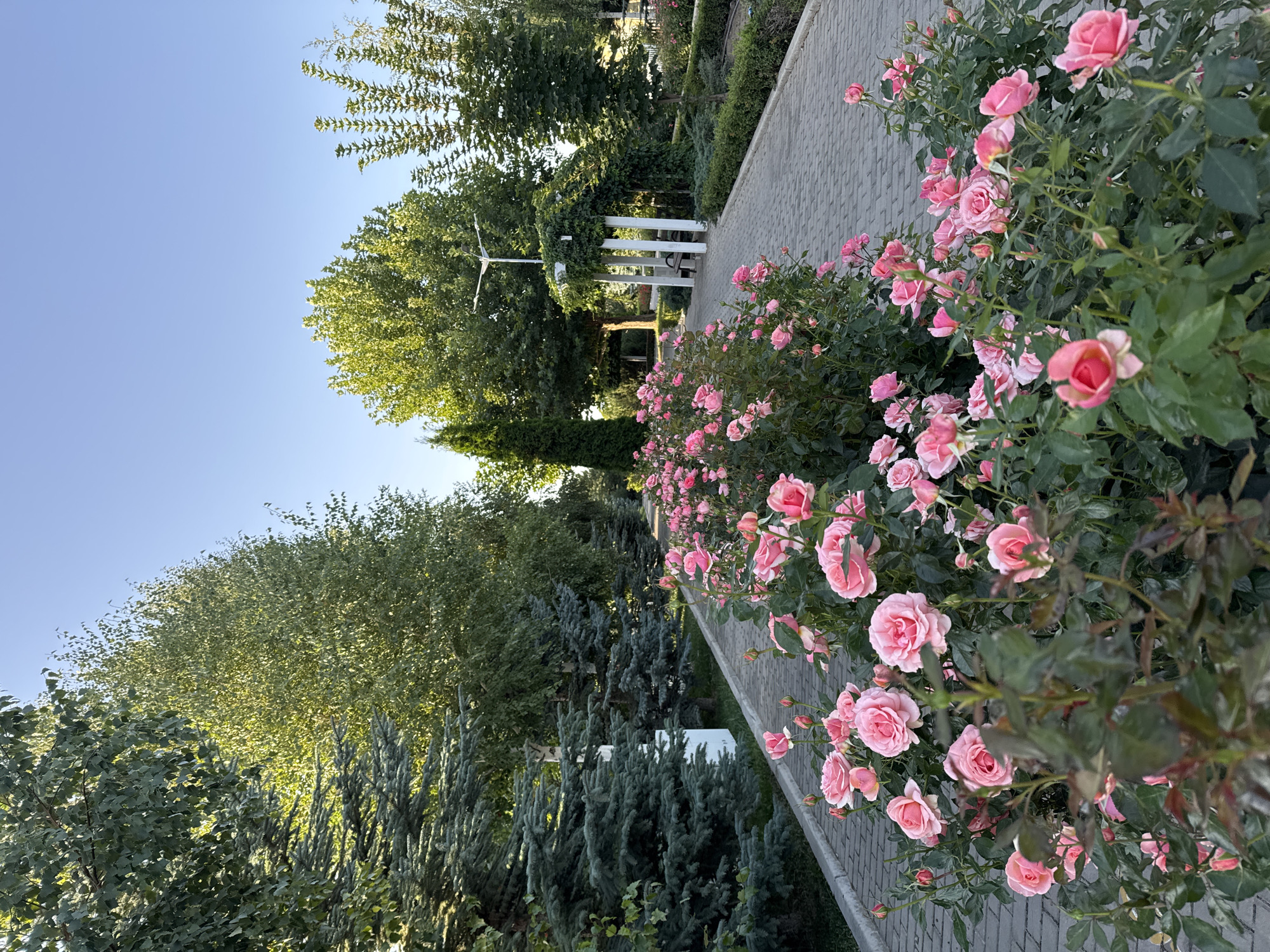 In the city of Sary-Oy, Kyrgyzstan, a pathway paved with gray brick runs through a lush garden. On the left side of the pathway, a line of dark green spruce trees stands tall, interspersed with lighter green deciduous trees. On the right side of the pathway, a vibrant bed of pink roses blooms profusely, their delicate petals contrasting with the surrounding greenery. Further along the path, a white pergola, draped with green vines, offers a shaded respite, with a bench visible beneath it. The sky above is a clear, bright blue, indicating a sunny day. The scene depicts a serene and picturesque park setting.