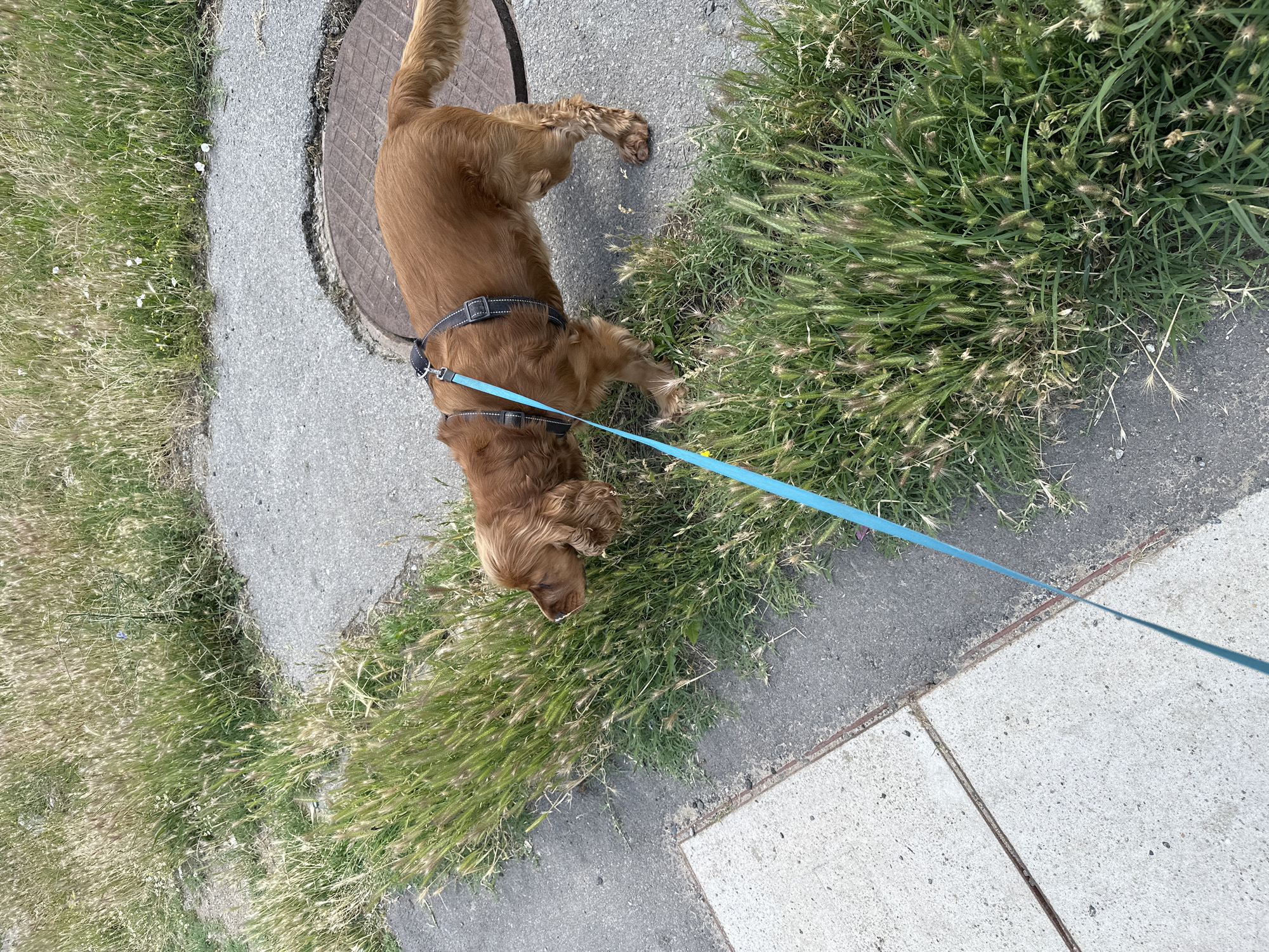 An auburn-colored dog on a blue leash and a dark harness is sniffing a patch of tall green grass growing along a paved area. The dog is facing to the left, with its head down towards the grass. The paved area appears to be a sidewalk next to a street or pathway. To the right of the dog, a circular metal manhole cover is partially visible. The background consists of more tall grass and what appears to be a dry, overgrown field. The scene is illuminated by daylight, casting a shadow from the leash on the paved surface. The location is a street in Sofia, Bulgaria.