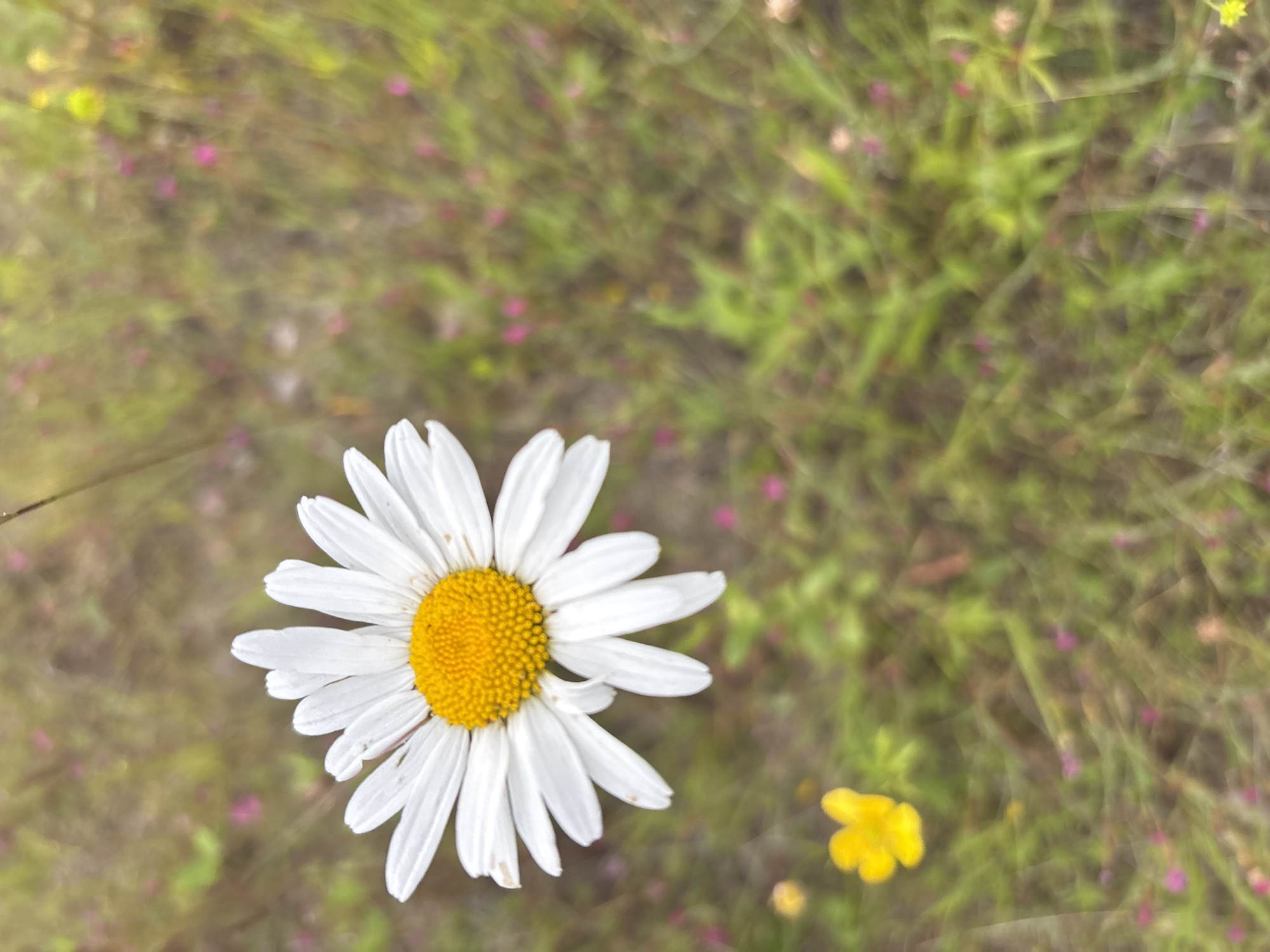 A close-up, shallow depth-of-field photograph captures a single, white daisy with a bright yellow center. The daisy is positioned in the upper left quadrant of the frame. Its petals are fanned out, and some show slight wilting. In the lower left corner, a small, yellow buttercup is visible. The background is a blurred expanse of green grass and foliage, interspersed with small, out-of-focus pink and yellow specks, suggesting a meadow or grassy area. The lighting appears natural, likely daylight. No individuals or specific structures are identifiable. The scene is of a natural outdoor environment, possibly a park or a field, and could be located in the city of Курган, Russia, given the provided context.