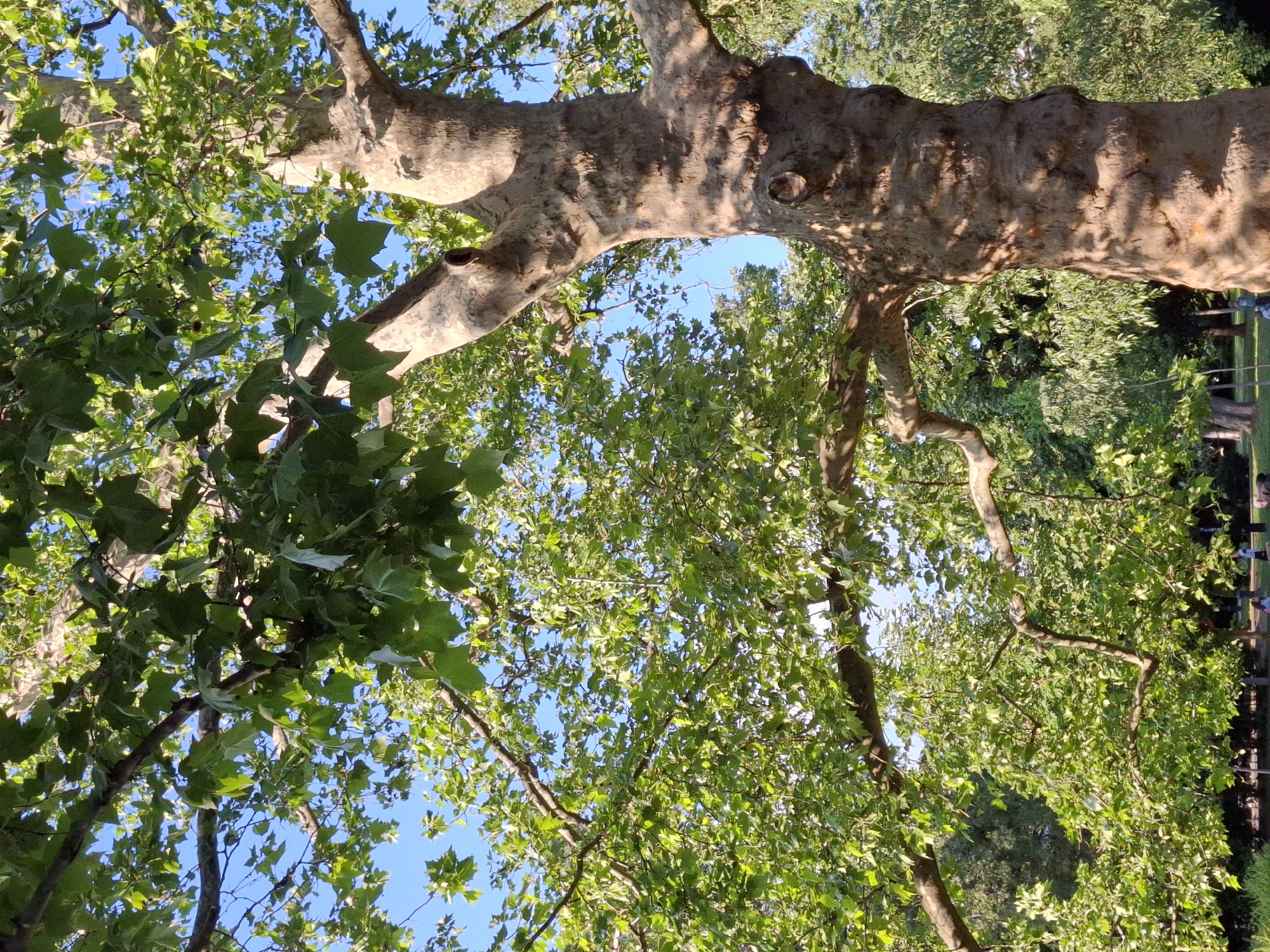 The image depicts a view looking up through the foliage of trees in a park. The sky is visible in patches between the leaves. A large tree trunk dominates the upper part of the image. In the background, indistinct figures of people can be seen. Based on location and image characteristics, it could be taken at Novi Sad, Serbia.