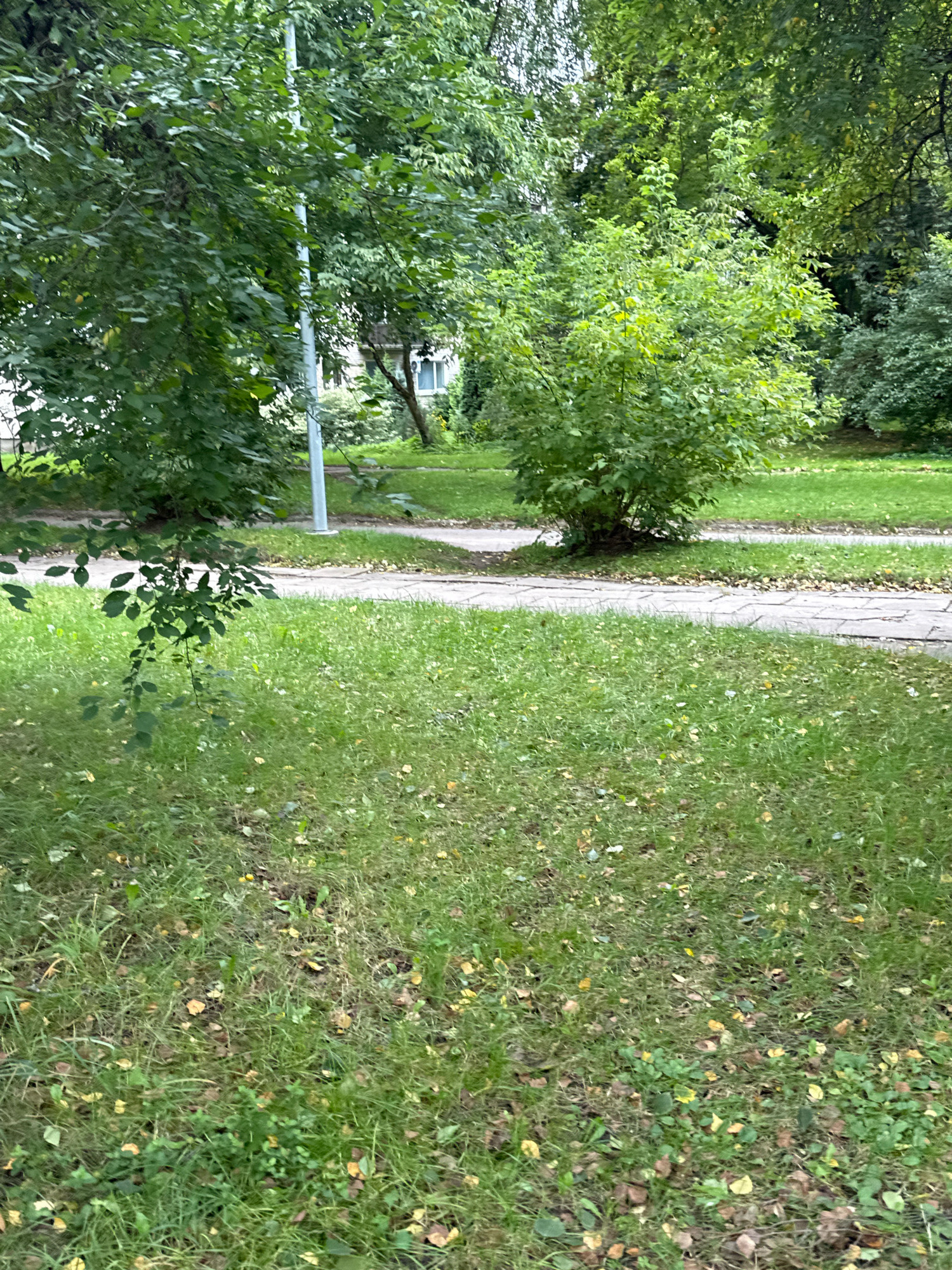 This is a vertical, eye-level, medium shot of a residential area in Rudamina, Lithuania, on a cloudy day. The foreground is dominated by a patch of green grass, interspersed with scattered fallen leaves, suggesting it may be autumn. A grey paved pathway curves through the mid-ground, separating the grass from a larger area of green lawn. In the background, lush green trees and bushes provide a dense canopy, with a hint of a building visible through the foliage. A tall, slender white pole, likely a lamppost, stands vertically near the pathway. There are no people or animals present in the image.