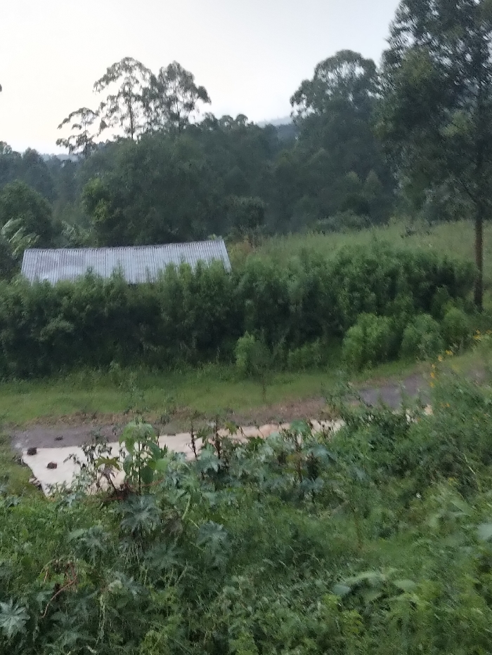This image depicts a rural or semi-rural landscape in Nyansiongo ward, Kenya. The scene is dominated by lush green vegetation under an overcast or twilight sky.
In the background, a dense line of dark green forest or wooded hills rises against the light grey sky, with several tall trees visible. In the midground, a single-story structure with a corrugated metal roof is partially visible, mostly obscured by a thick line of dense green shrubs or smaller trees directly in front of it. The roof is light grey and shows horizontal corrugations. To the right of the structure, a slender tree trunk extends vertically, partially visible.
A dirt or unpaved path runs horizontally across the lower midground, appearing wet and muddy in sections, with some lighter, possibly concrete or stone, patches. The foreground consists of dense, out-of-focus green vegetation, including broad-leafed plants and various grasses. No individuals or specific activities are visible within the frame. The overall lighting is soft and diffused, indicating an overcast condition or a period of low light.