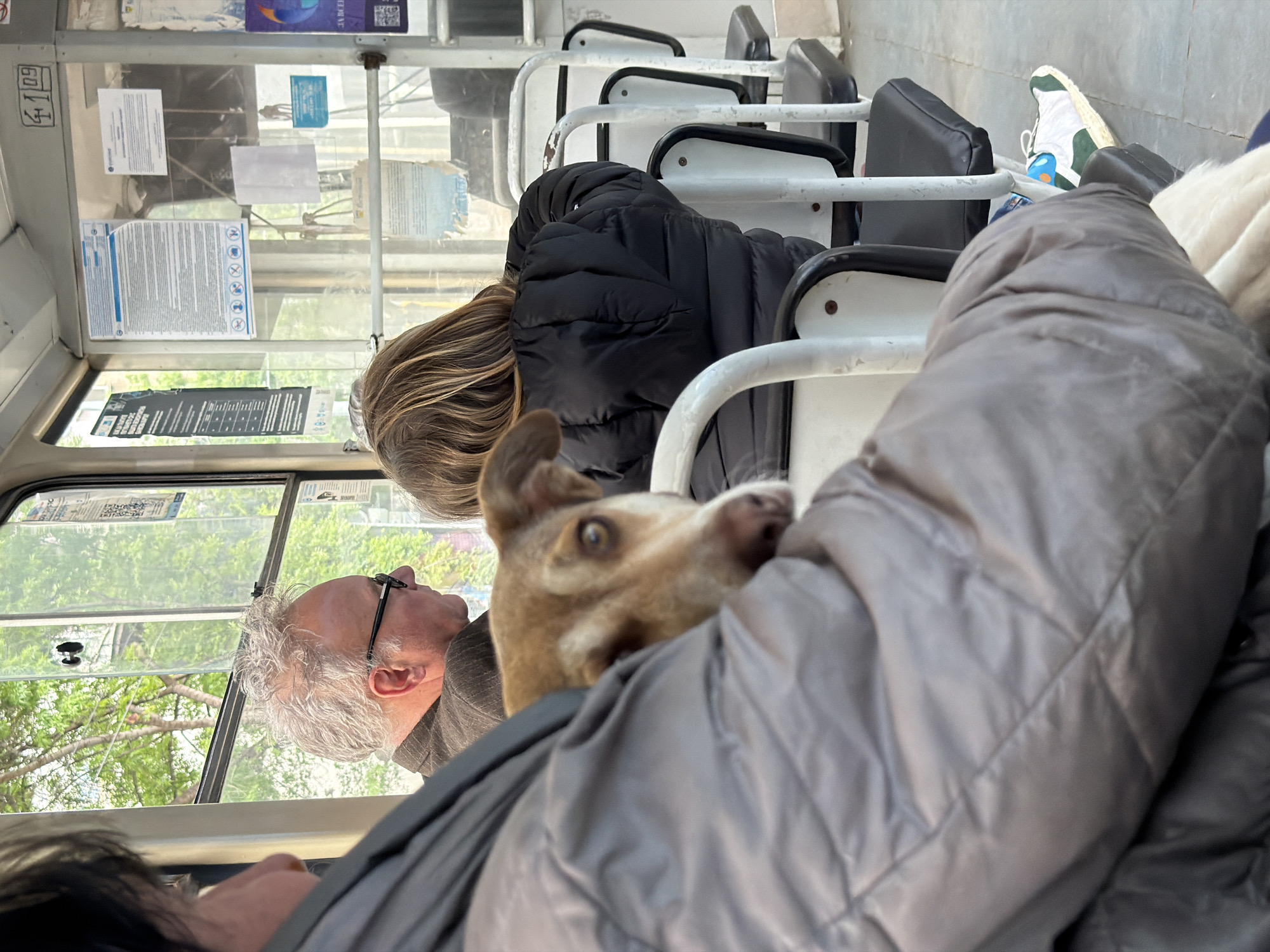 The scene appears to be inside a public transport vehicle, potentially a bus or tram in the city of Sofia, Bulgaria. An elderly man with gray hair and glasses is visible looking out the window to his left. A dog with brown and white fur is positioned in front of the man, seemingly nestled against someone wearing a gray puffer jacket. Further down the vehicle, a woman wearing a black puffer jacket is seated, with the back of her head visible. The seats in the vehicle are made of metal and plastic. Public transport notices are visible on the window. A white sneaker with green and blue accents is visible towards the back of the vehicle. The orientation of the image is vertical.