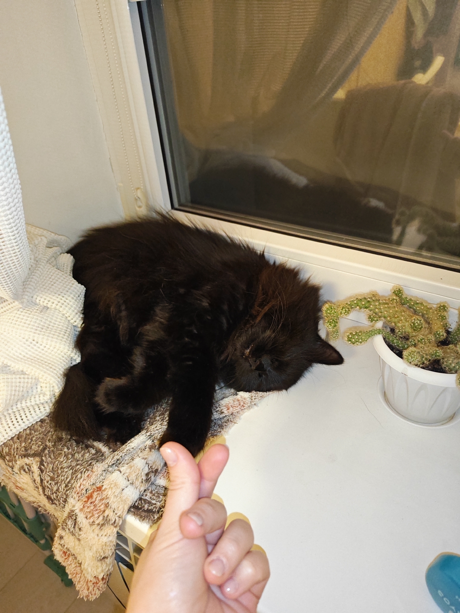 The image shows a black cat sleeping on a windowsill next to a small potted cactus. A human hand is visible in the foreground, making a finger heart gesture. The windowsill is white and there is a window behind the cat and cactus. A white curtain is also visible on the left side of the image. The overall scene suggests a domestic indoor environment. There is no information in the image that would allow for its location to be determined as Bataysk, Russia.