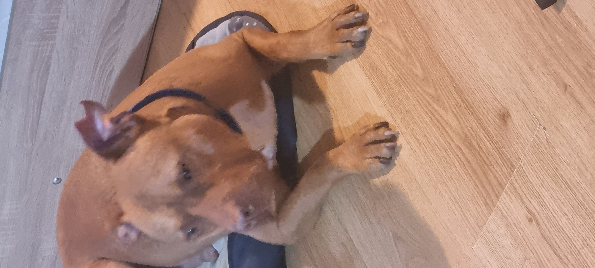 A brown dog is lying on a dog bed on a wooden floor. The dog's head is turned towards the left side of the image, and its paws are extended on the right side. The background includes a wall on the left and the wooden floor extending to the right. The location is in the city of Unknown, Unknown.