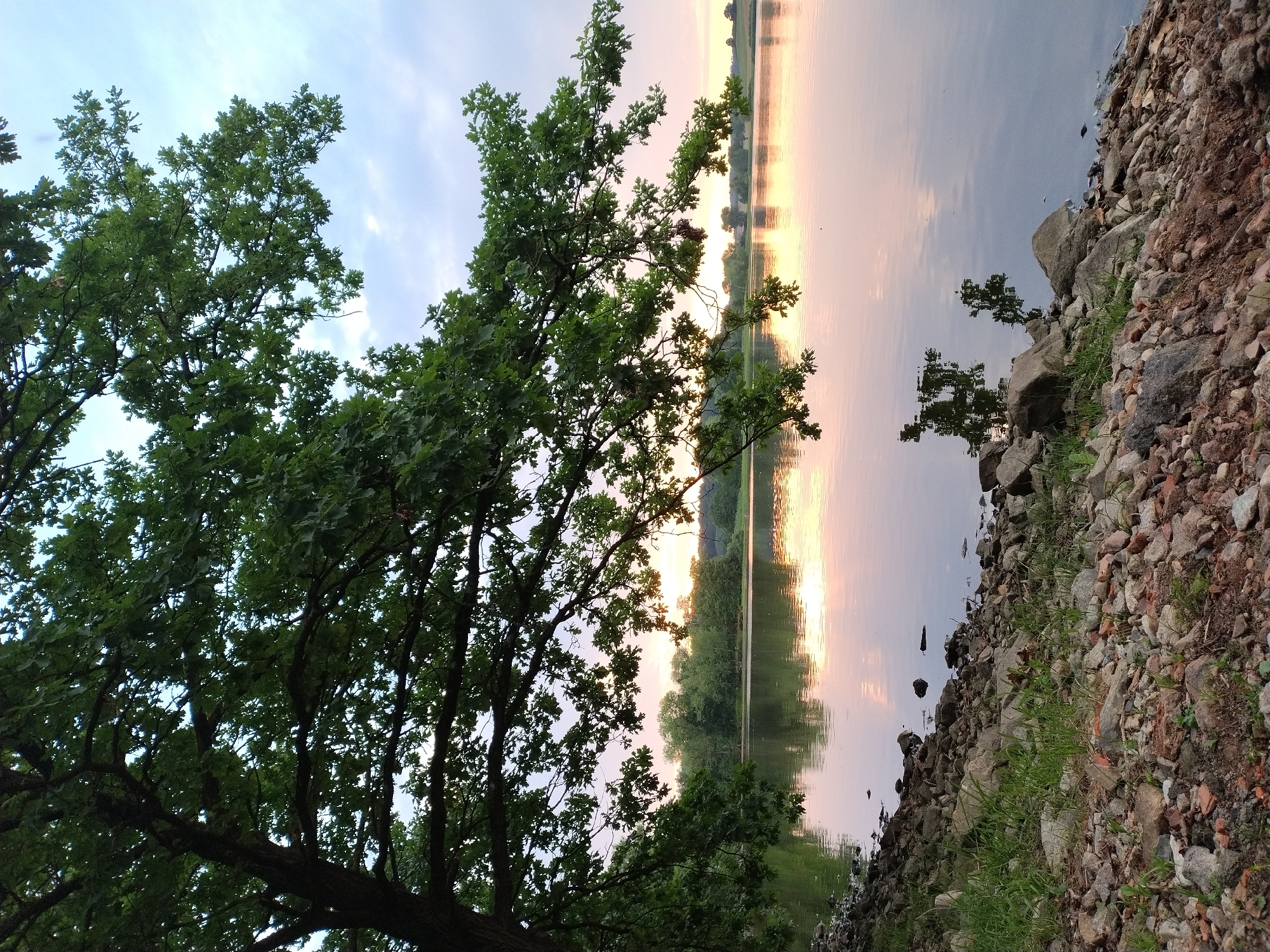 This is an image taken from the shore of a lake, likely in the municipality of Kestřany, Czechia. A large tree with dark green leaves dominates the left side of the frame, its branches extending over the water. The water itself is calm and reflects the soft hues of the sky, which displays pastel colors of pink, orange, and pale blue, suggesting either sunrise or sunset. The opposite shore is lined with a dense growth of trees. The foreground consists of a rocky embankment with scattered grass and some loose soil. No people or animals are visible in the scene. The overall atmosphere is serene and natural.