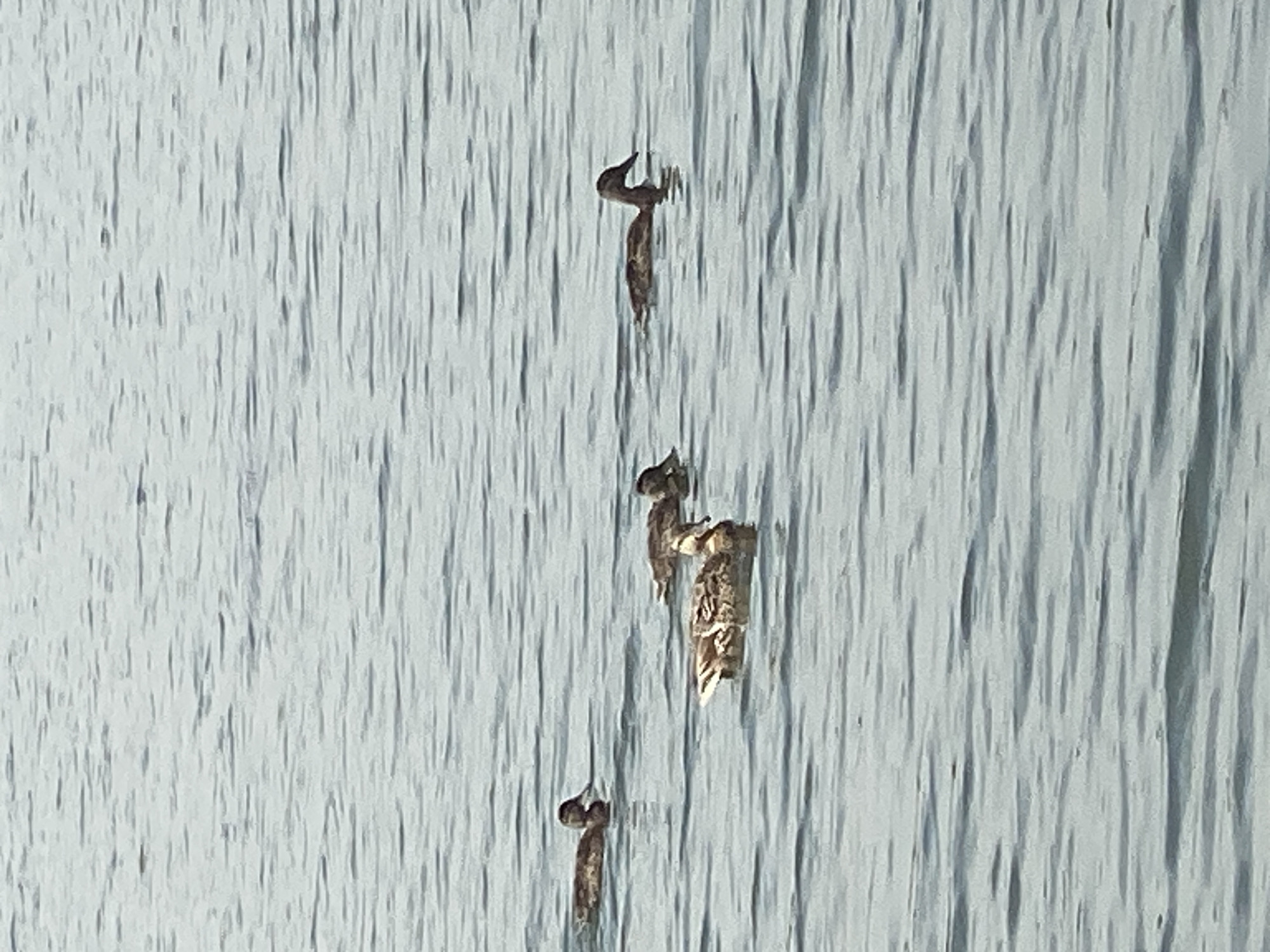 Four ducks are swimming in a body of water that appears to be a lake or a calm river. The water is rippled and a muted blue-gray color. The ducks are a mix of brown and tan colors, with one in the foreground facing to the left, two in the middle swimming in the same direction, and one further back on the right. The overall scene is peaceful and natural, suggesting an outdoor environment. There is no indication of the city of Novokuznetsk, Russia, or any specific location.