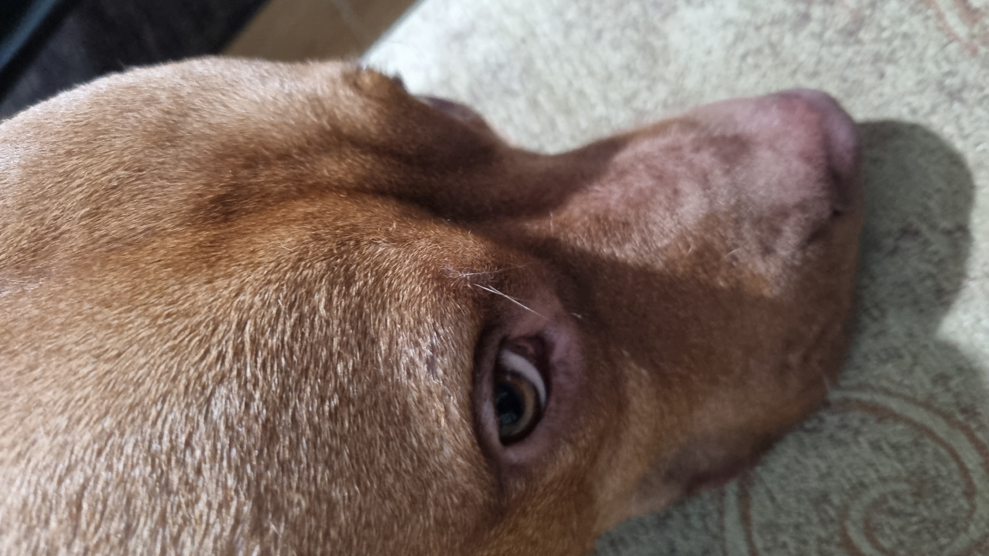 Close-up of a dog's head resting on a patterned surface. The dog is light brown, with short fur. The eye is partially open. The surface appears to be a carpet or upholstery with a patterned design.