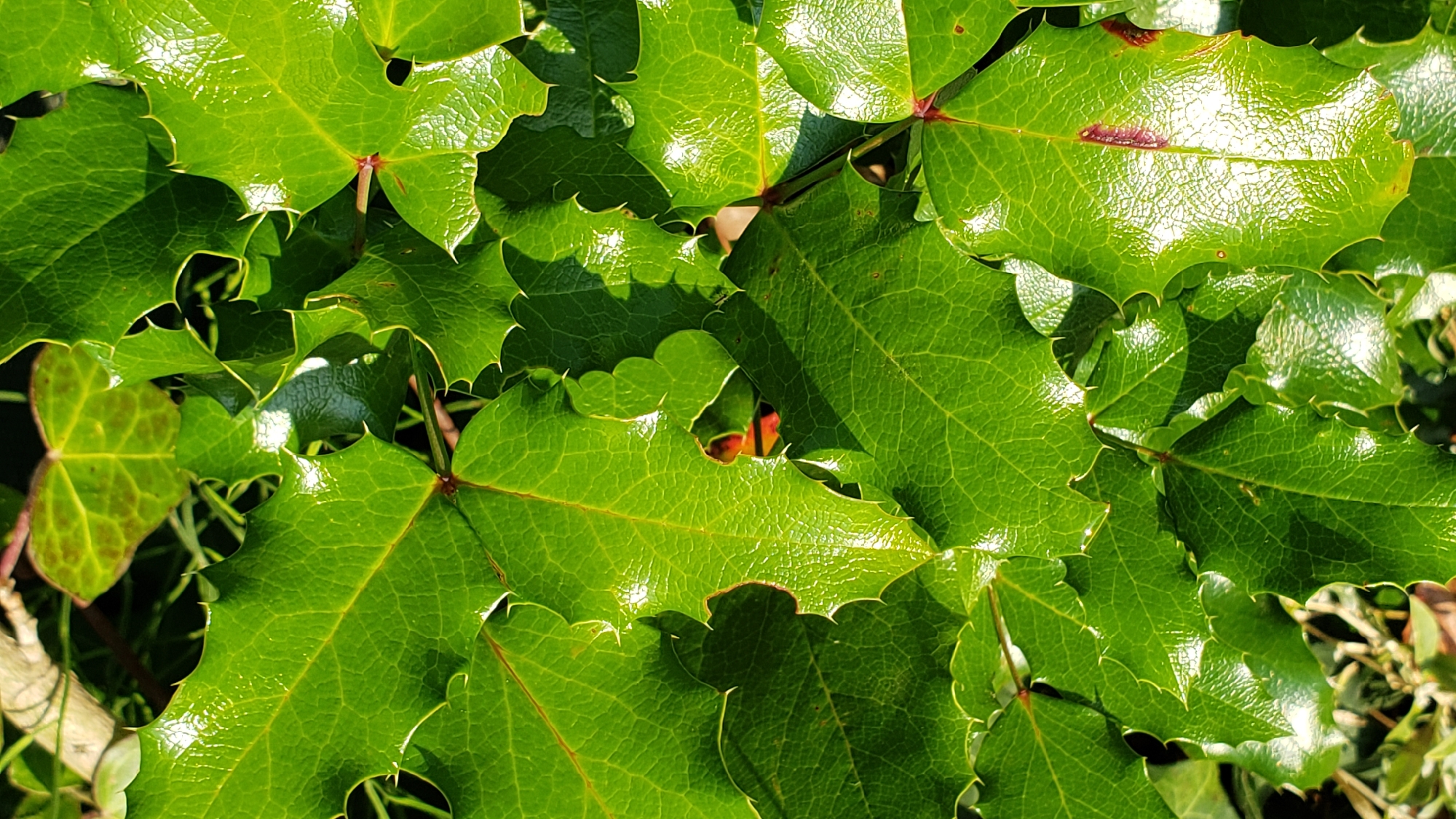 The image shows a close-up, overhead view of a dense cluster of glossy, deep green leaves with serrated edges and prominent veins. The leaves appear to be from a holly or a similar prickly plant, with sharp points along their margins. Sunlight reflects brightly off the waxy surface of the leaves, creating highlights and casting shadows. In the background, some lighter green and brown foliage and branches are visible, suggesting an outdoor setting. There are no people, animals, or man-made objects in the frame. The image does not contain any specific visual cues that would allow for the determination of its location within the city of Prešov, Slovakia.