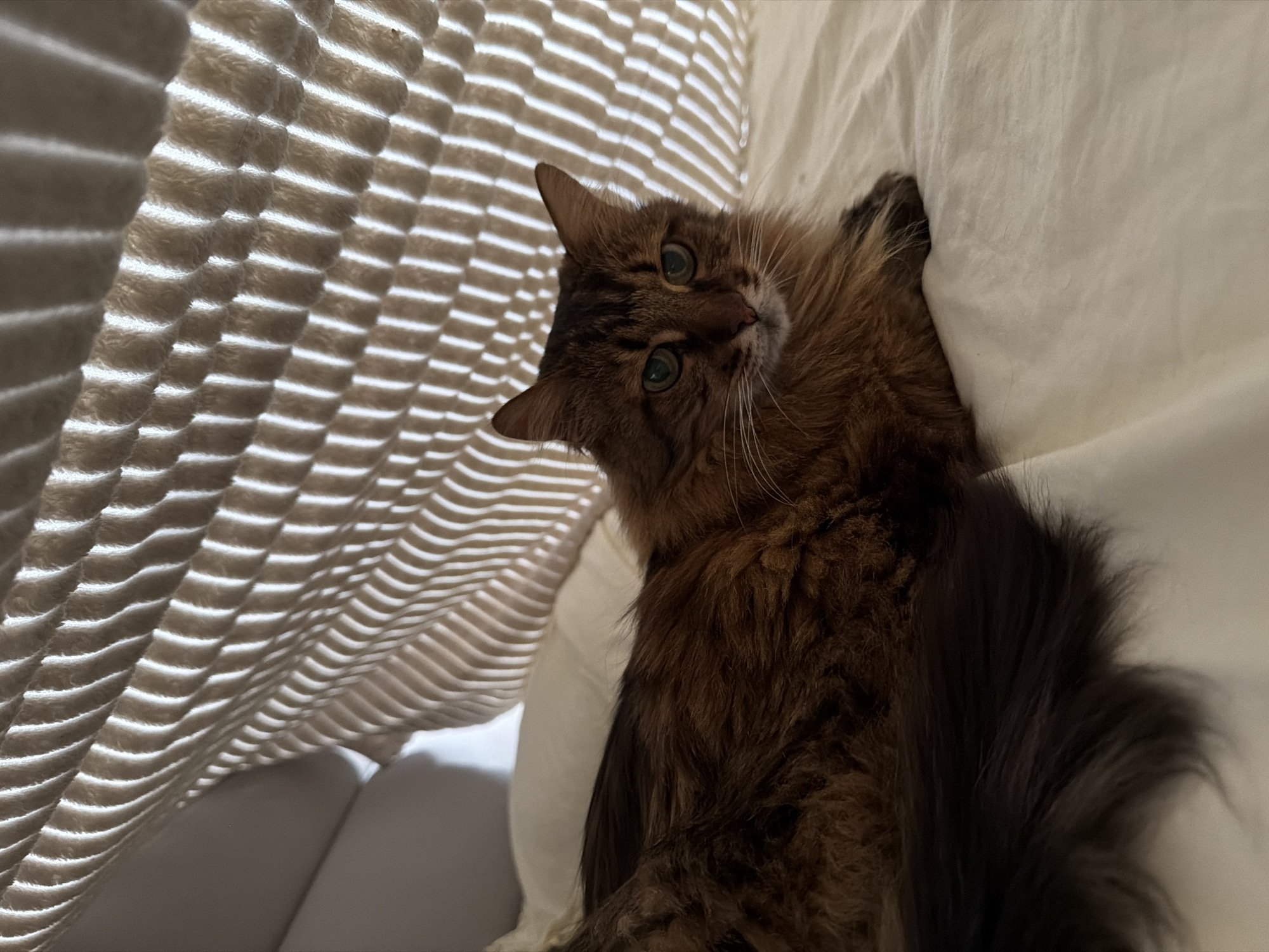 A medium-haired, brown and black tabby cat with green eyes rests on a white, wrinkled sheet. The cat is partially covered by a beige, striped blanket which casts a shadow over it. The scene appears to be indoors, possibly in a bedroom, with soft lighting. There is no indication of the city of Kyiv, Ukraine in the image.