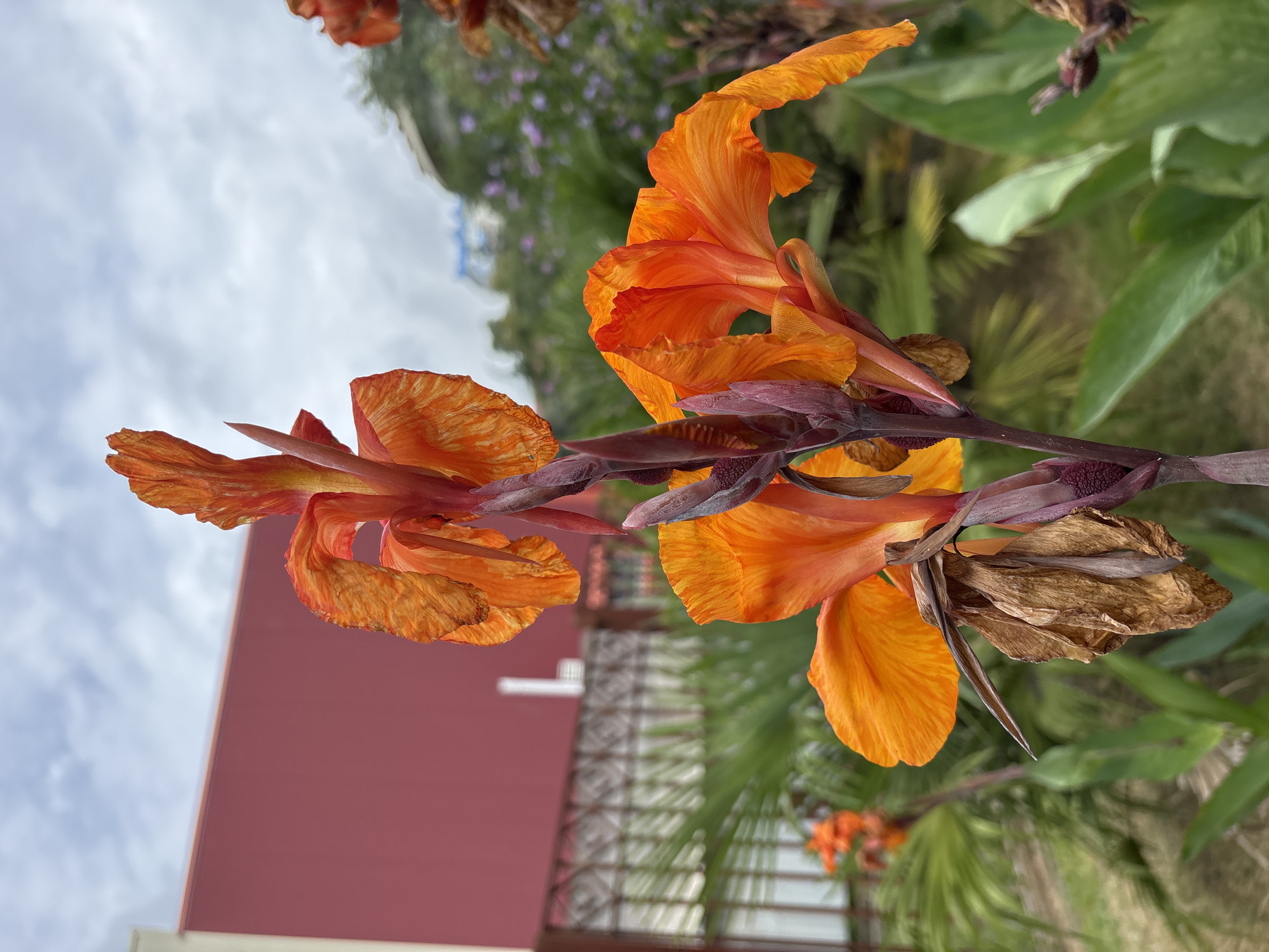 An extreme close-up shot focuses on an orange Canna lily flower with several blooms. The petals are vibrant orange with reddish streaks and appear slightly wilted on one bloom. Some buds and a dried, brown petal are also visible. The flower stalk is a deep reddish-purple. In the background, a blurred red building is visible to the left, with a fence and green palm leaves. Further in the background, a hillside is covered in green foliage and scattered purple flowers, under a cloudy sky. The scene is outdoors, suggesting a garden or park setting, possibly in a city with warm climate.