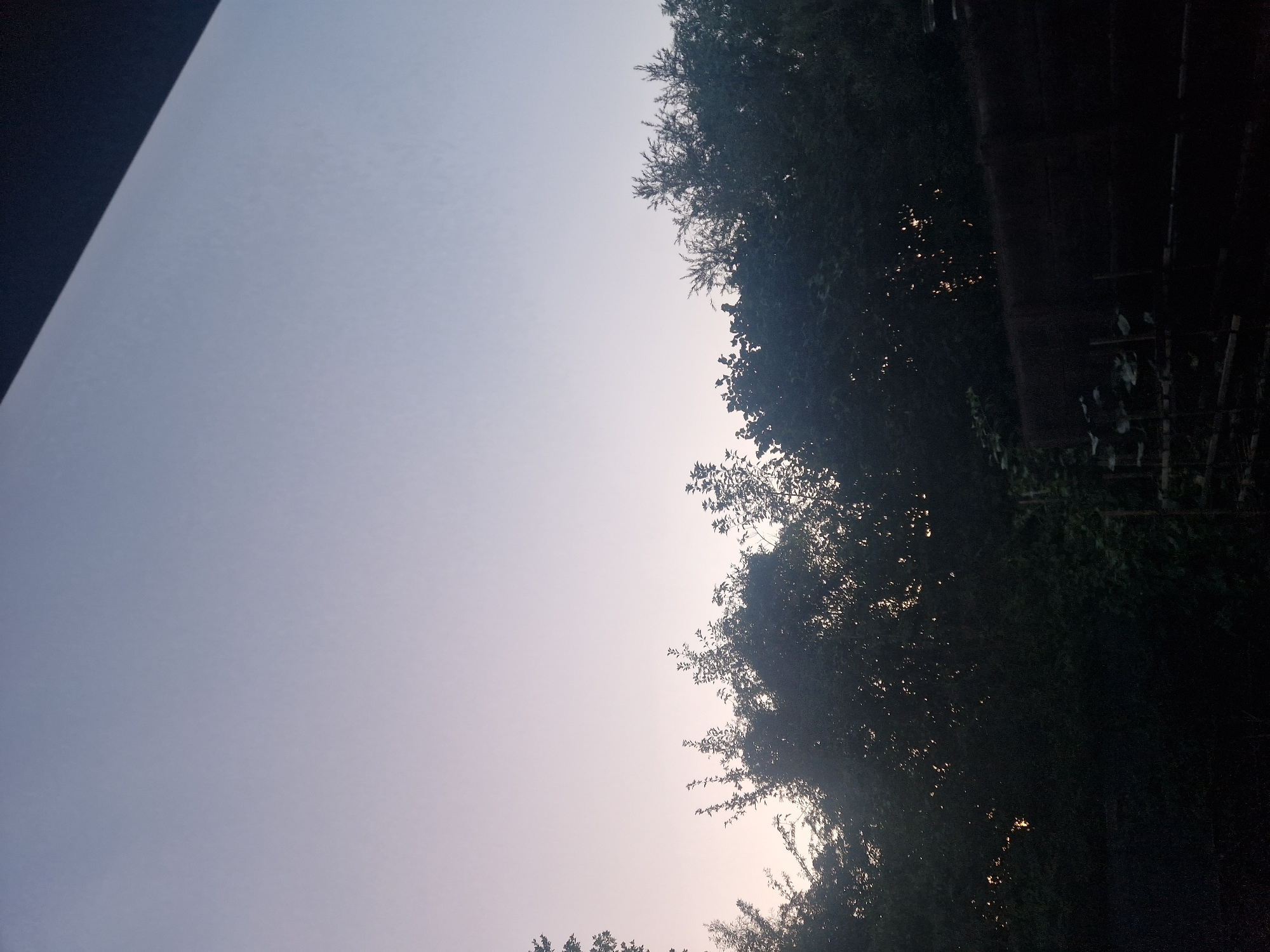 The image shows a wide view of the sky above a dense line of trees. The sky is a soft gradient of pale purple at the bottom, fading to a lighter, almost white color towards the top. A dark, angled object, possibly a roof overhang or window frame, is visible in the upper right corner, casting a shadow across a portion of the sky. The trees are silhouetted against the sky, appearing dark and leafy, with some branches and foliage illuminated by faint light filtering through them. The overall impression is of dawn or dusk. The image does not contain any specific recognizable landmarks that would allow for precise location within Ingolstadt, Germany. There are no people or animals visible in the frame.