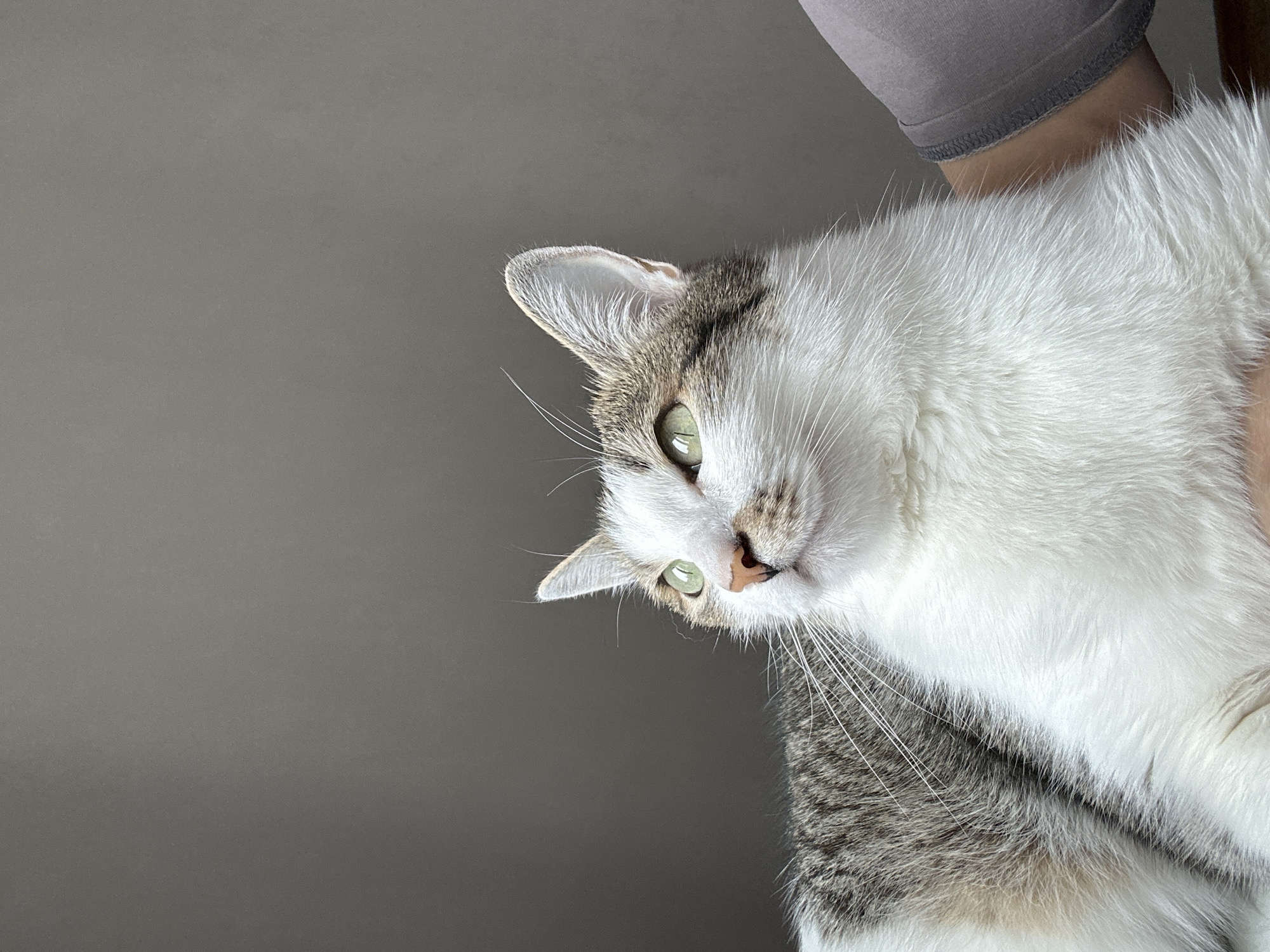 A domestic cat, predominantly white with grey and brown tabby markings on its head and body, is the central subject of the image. Its bright green eyes are fixed on the viewer, and its pinkish-brown nose is visible. The cat's head is tilted slightly, and it appears to be held by a person, as a portion of a grey-clad arm or leg is visible in the upper right corner, indicating human presence. The background is a plain, solid medium-grey surface, suggesting an indoor setting with minimal distractions. The lighting is soft and even, highlighting the cat's fluffy fur and whiskers. The cat's expression appears curious or observant. There is no visible text, specific time of day, or weather information discernible from the image itself. While the location context provided is Krasnoyarsk, Russia, no visual cues within the image confirm this.
