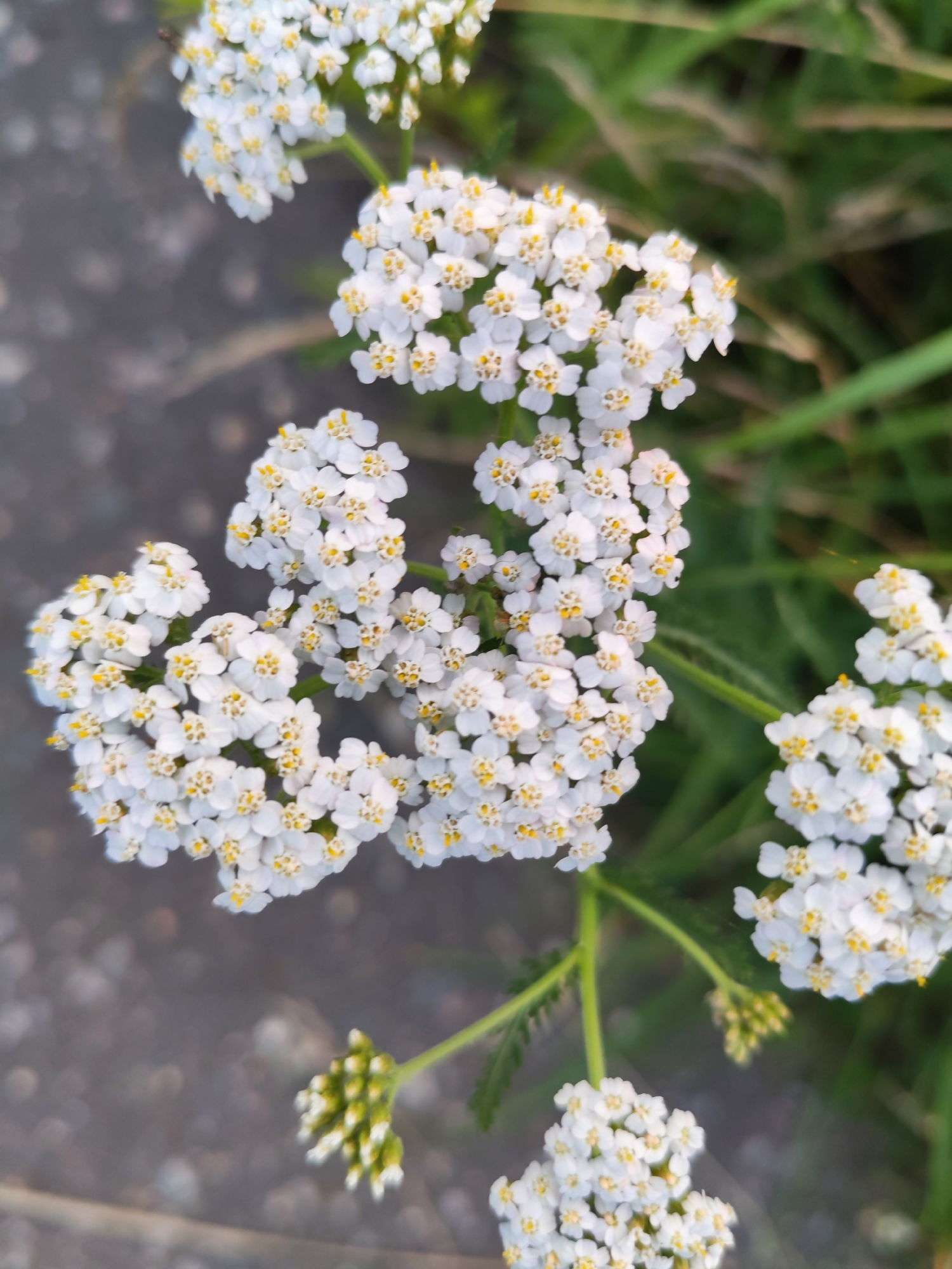 This is a close-up, eye-level, vertical, outdoor photograph of clusters of small white flowers with yellow centers, likely yarrow (Achillea millefolium), growing amidst green foliage. The flowers are in various stages of bloom, with some fully open and others appearing as buds. The background is softly blurred, showing a mix of grey, likely asphalt or a similar surface, and green grass. The lighting suggests it may be late afternoon or early evening, casting a warm glow. No people are present in the image, and no specific landmarks or identifying features of Selivanovo, Russia are visible. The focus is entirely on the natural beauty of the flowers.