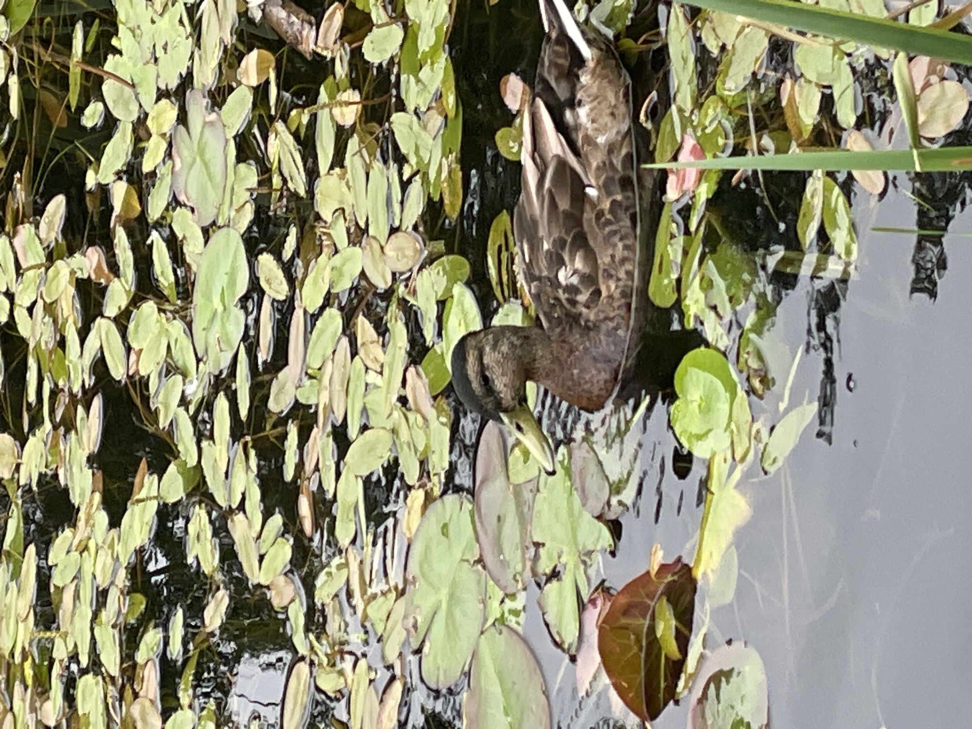 The image shows a duck swimming in a pond covered with lily pads and other aquatic plants. The duck, a common species with brown and mottled plumage, is partially submerged, with its head and neck visible above the water. It appears to be foraging or resting among the vegetation. The water is dark and reflects the surrounding greenery and the overcast sky. The lily pads are of various sizes and shades of green, with some showing hints of pink and brown. A few green reeds are visible at the top of the image, suggesting a natural environment. The overall scene evokes a sense of tranquility and natural beauty, typical of a calm day in a wetland habitat. The location is identified as Sosnoviy Bor, Russia. There is no visible text in the image.