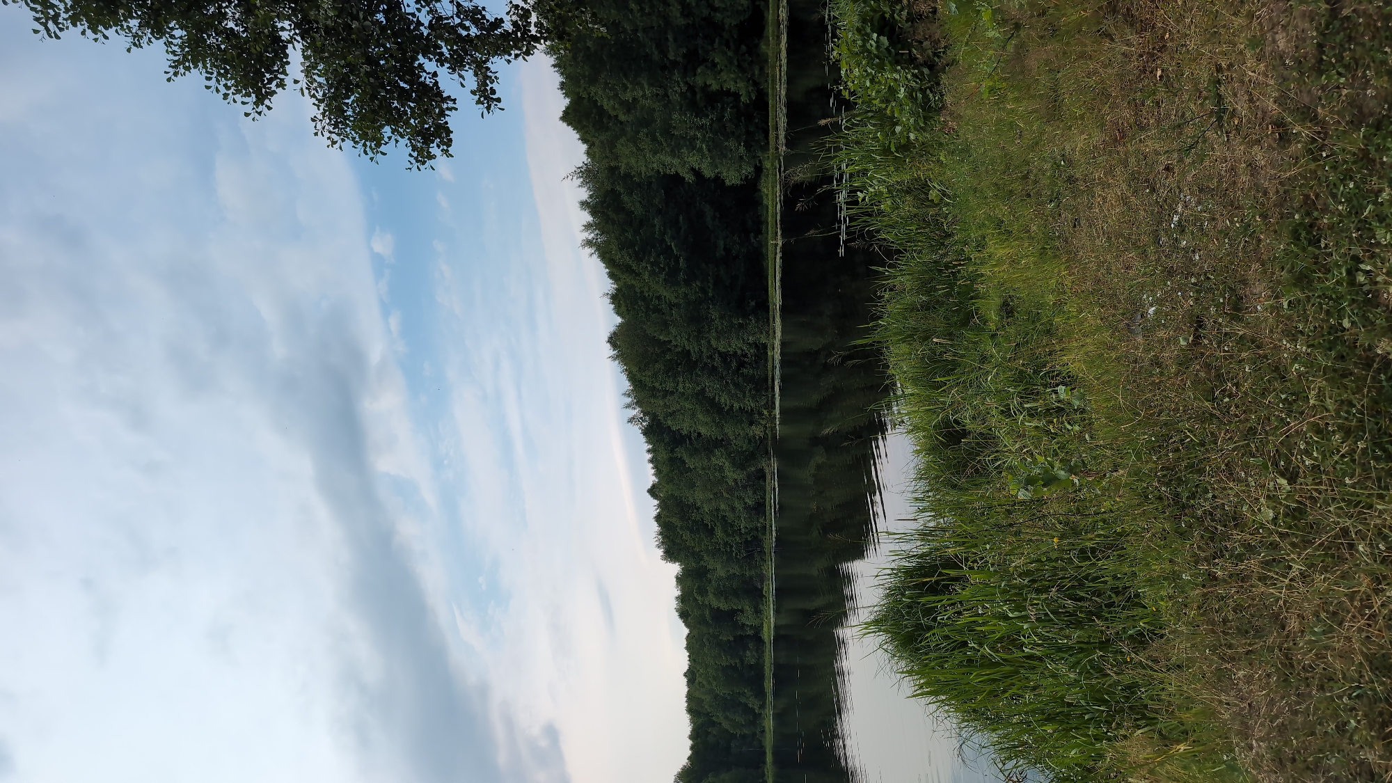This is a photograph of a lake in Yarishnoe (Zinyakovskii S/S), Russia. The lake is calm and reflects the trees on the opposite shore. The sky is partly cloudy, with some blue sky visible. The foreground is a grassy bank with tall reeds growing near the water's edge. There is a dense line of trees on the far bank of the lake, their dark green foliage creating a strong contrast with the lighter sky. A few small white flowers are visible in the grass in the foreground. The overall scene depicts a peaceful natural environment.