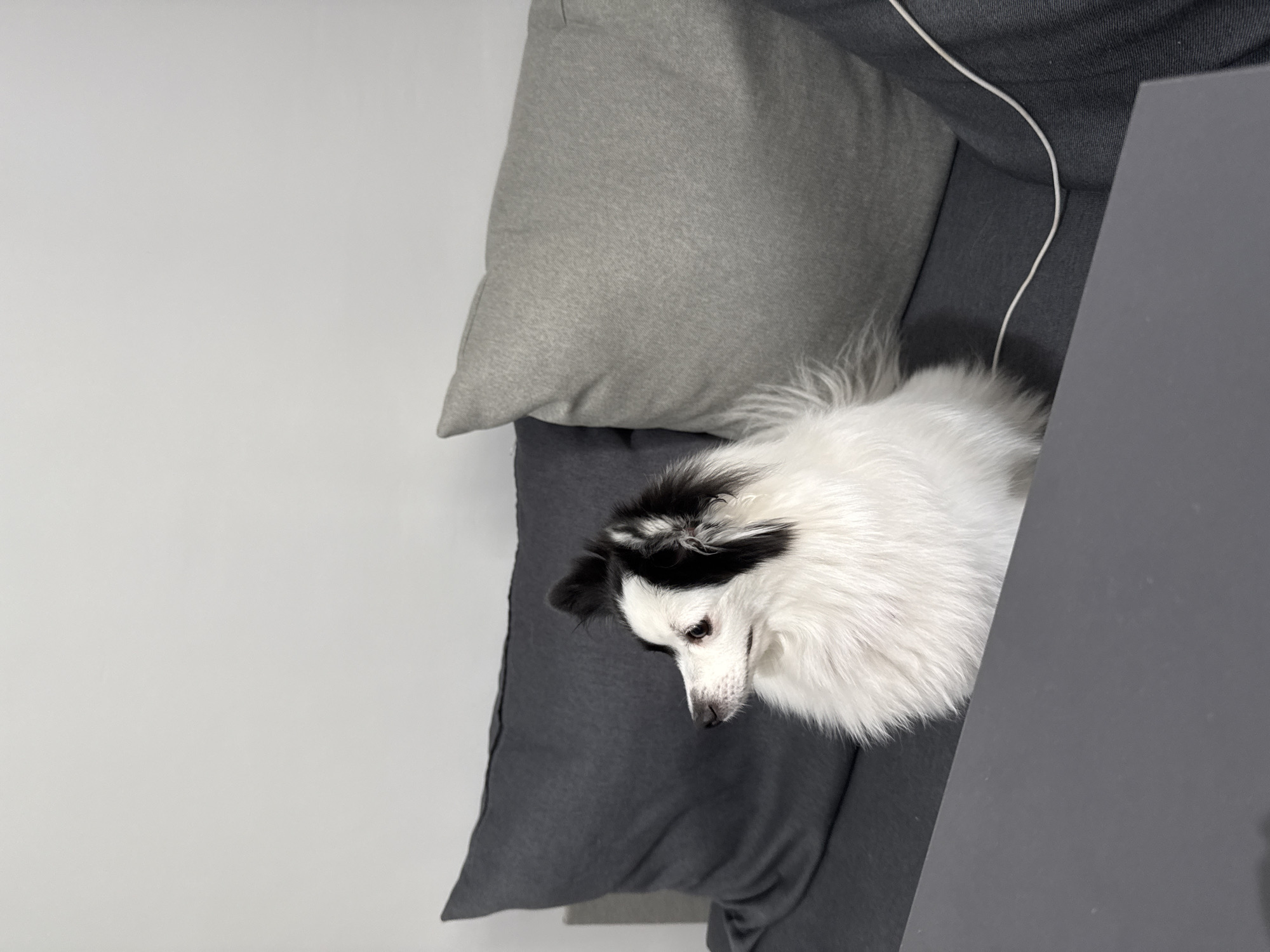 The image shows a white and black dog on a gray couch with a light gray pillow. A gray object, possibly a laptop, is to the right of the dog. The background is a plain white wall. The scene appears to be indoors, likely in a home. The location in the city of Stara Zagora, Bulgaria, is not discernible from the image.