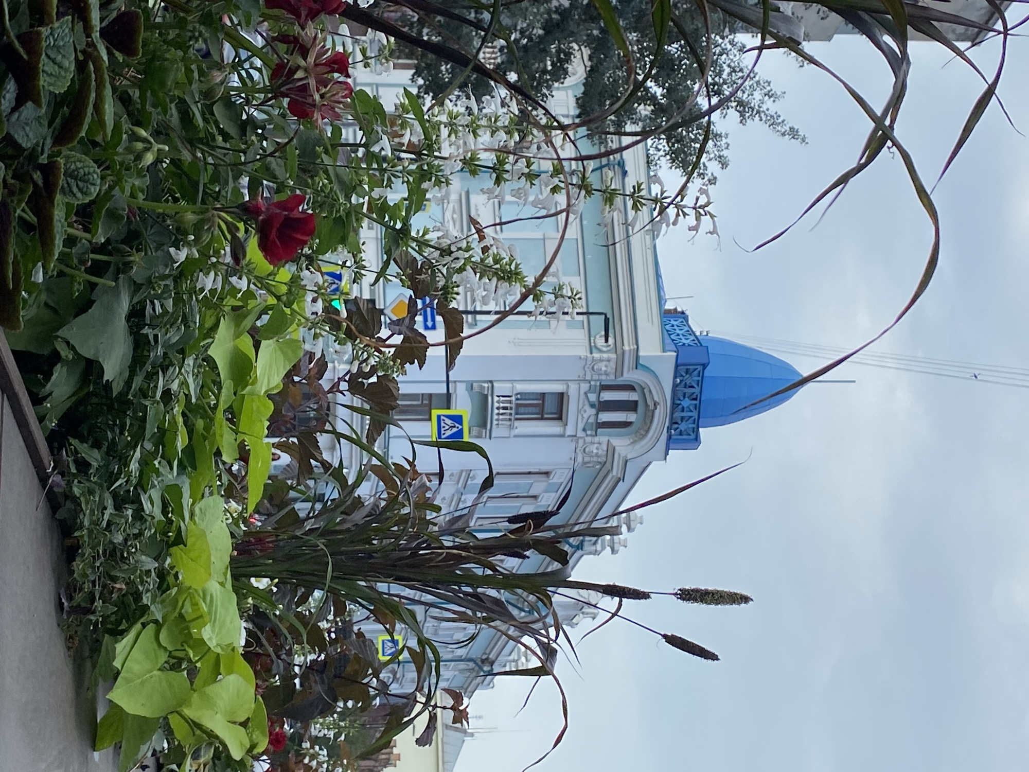 An outdoor, eye-level, medium shot captures a building with a blue dome in Krasnoyarsk, Russia. In the foreground, lush green plants, red flowers, and tall, dark grass-like foliage obscure the lower portion of the image. The building, painted in light blue and white, has intricate architectural details, including ornate trim and balconies. A prominent blue, pointed dome tops the structure. In the background, traffic lights and pedestrian crossing signs are visible, indicating an urban street setting. The sky is overcast and pale blue.