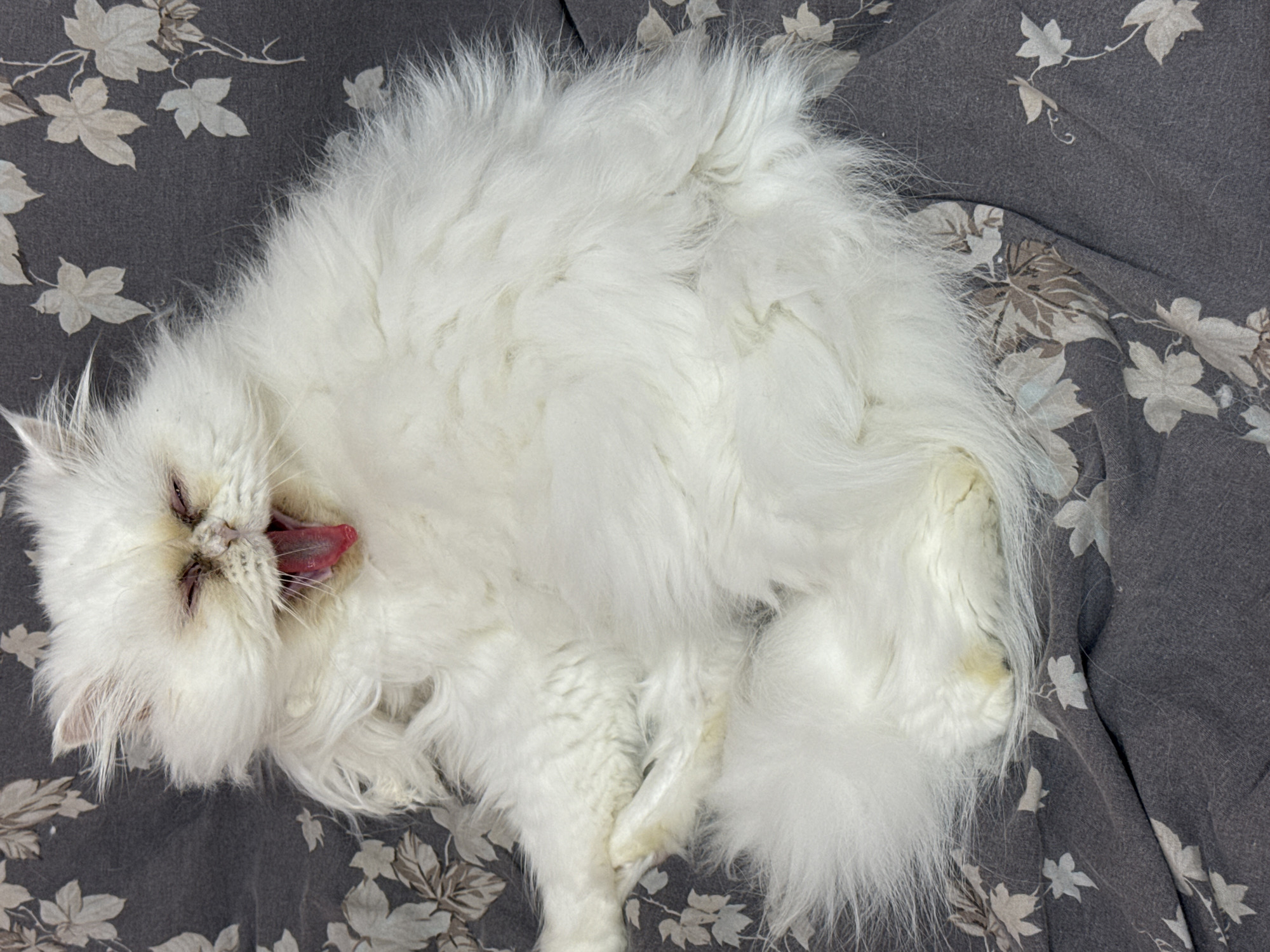 A white, long-haired cat lies on a gray floral-patterned fabric. The cat's mouth is open, and its pink tongue is visible. The background shows the fabric with a pattern of leaves and flowers. The location of the photograph is unknown, and there is no indication it was taken in Burgas, Bulgaria.