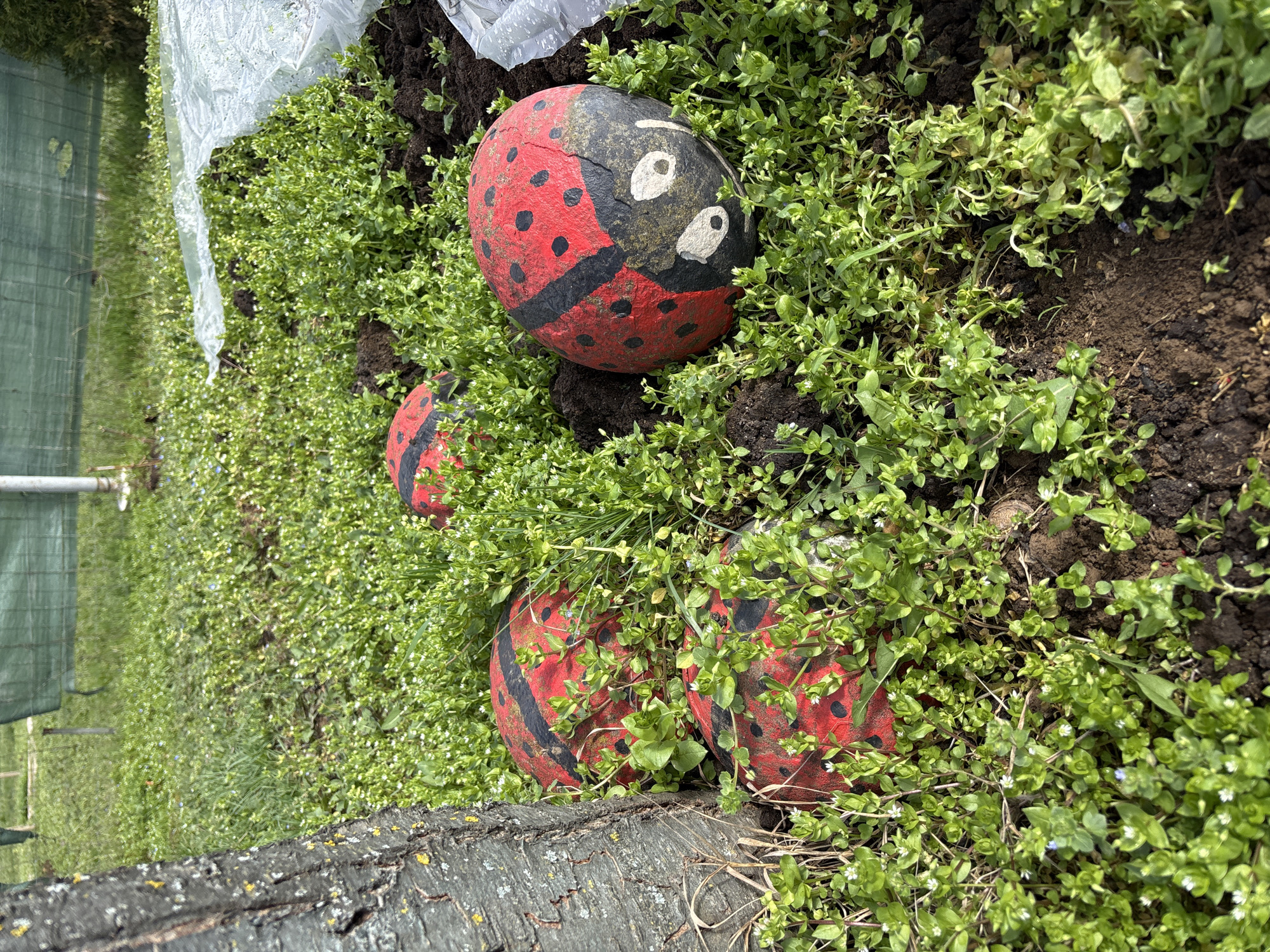 The scene, located in Pleven, Bulgaria, presents an outdoor ground-level view of four weathered spherical objects positioned in soil and dense green vegetation. These objects are painted to resemble ladybugs, each featuring a red body with black spots, a central black stripe, and a black head. The foremost ladybug, situated on the right, distinctly displays two white oval eyes with black pupils. The objects are partially embedded in dark brown soil, surrounded by thick growth of small, green-leafed plants, many bearing tiny white flowers. To the left, a portion of a tree trunk with rough, grey bark and visible yellow lichen is present. In the background, beyond the groundcover, there is a patch of mowed grass, some taller green foliage, and a light green mesh barrier. A translucent white plastic sheet or tarp is partially visible on the ground to the right of the ladybug objects. No human subjects or active interactions are depicted.
