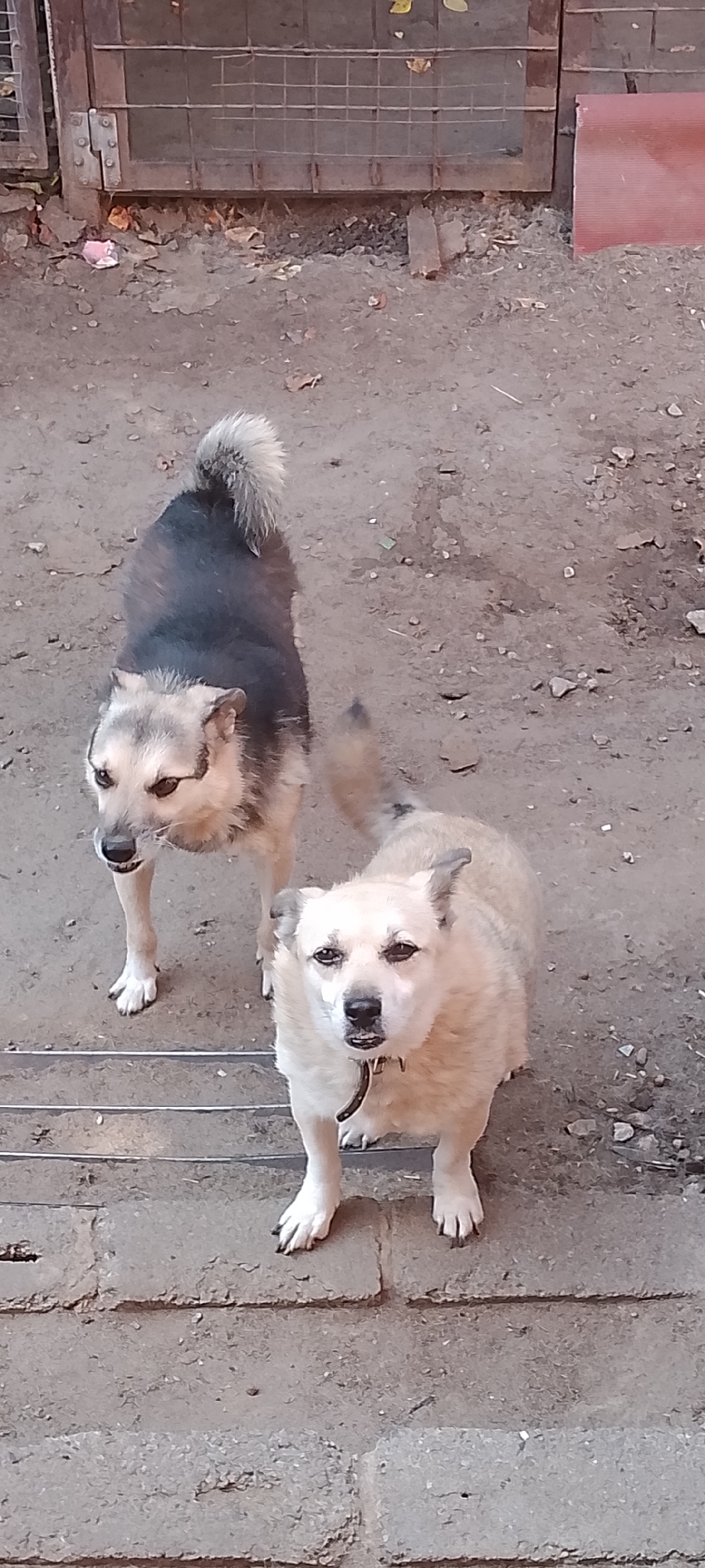 Two domestic dogs are standing on a dirt and concrete surface. The dog in the foreground is a light-colored canine with a black nose and a black collar. It is looking directly at the camera. Behind and to the left of the foreground dog is a second dog with a black back and a lighter-colored face. Its tail is bushy and upright. Both dogs appear to be in an outdoor area, possibly a yard, with a metal fence or gate visible in the background. The ground is a mix of dirt, gravel, and cracked concrete. There are some fallen leaves scattered on the ground. The scene suggests an ordinary day in a residential or semi-industrial area.