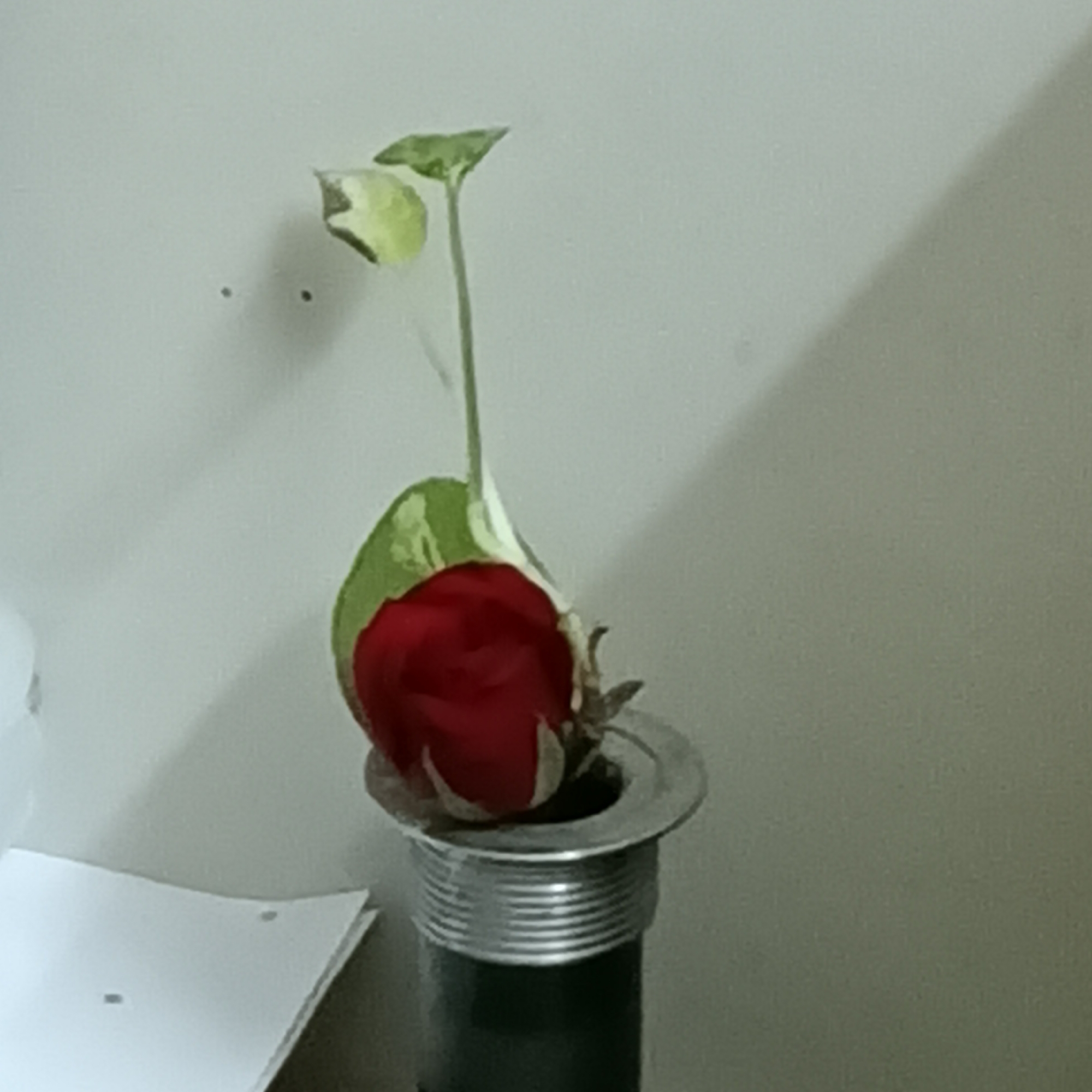 A single red rosebud with green and white variegated leaves is placed in a metal drainpipe opening, which is situated against a light-colored, textured wall. A white paper is visible in the lower left corner of the frame. The scene appears to be indoors, possibly in a restroom or utility area, given the presence of the drainpipe. There are no people or any explicit indicators of a specific location within Bengaluru, India. The lighting is subdued, casting a shadow from the rosebud and leaves onto the wall.