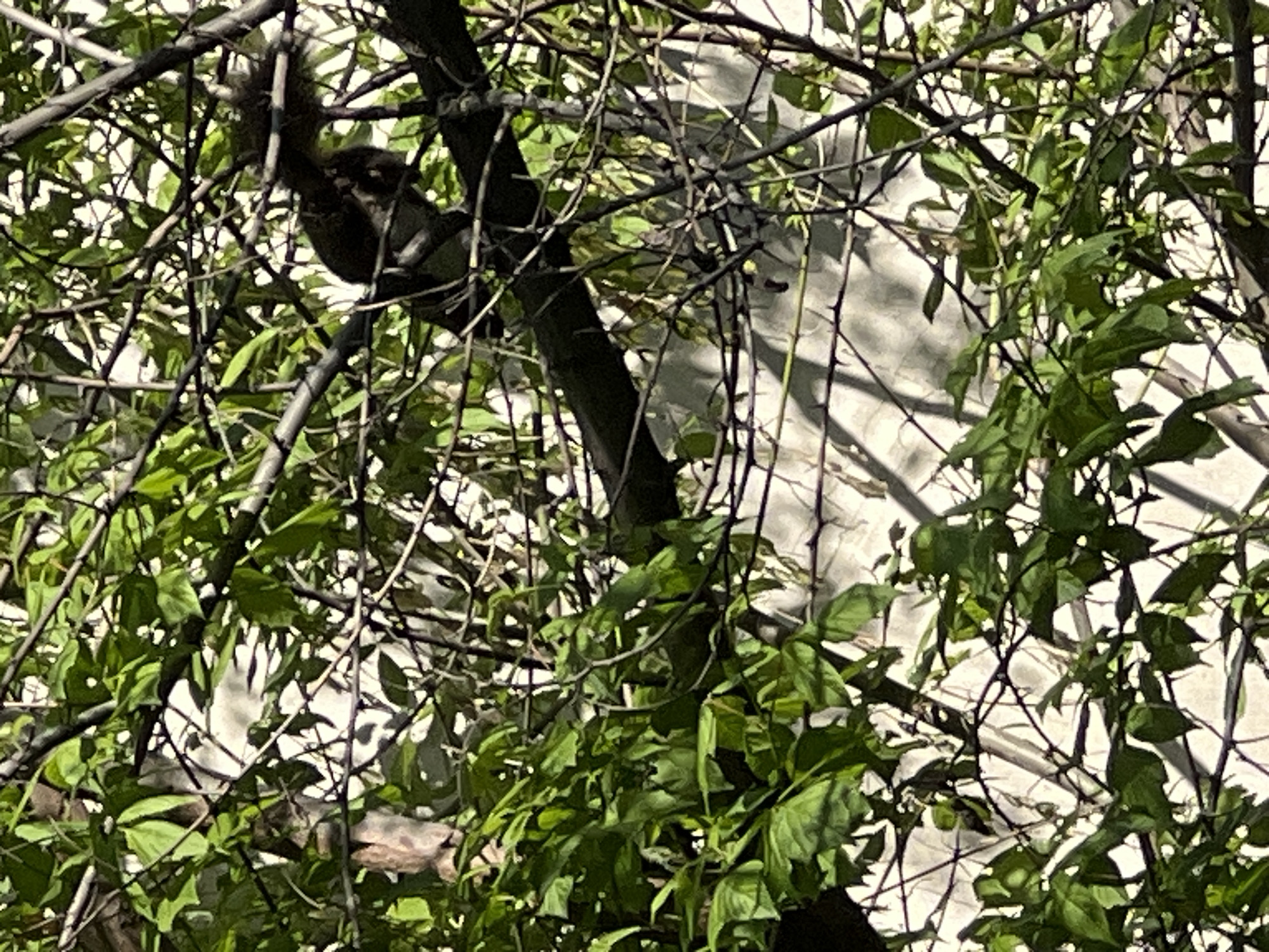 The image displays a close-up view of a tree, densely covered with green leaves and a complex network of dark, bare branches. In the upper left quadrant, a dark-colored animal, most likely a squirrel, is seen hanging or climbing on a thick branch. Its body is partially obscured by foliage, but its dark fur and bushy tail are visible, indicating its presence amidst the branches. The animal appears to be pausing during movement or resting.
Behind the intricate pattern of leaves and branches, a light-colored background, possibly a building or wall, is partially visible. This background shows distinct, sharp shadows cast by the tree's branches, suggesting bright, direct sunlight. The overall lighting indicates it is daytime with clear, sunny weather. No people or visible text are present in the image. The scene captures a moment of wildlife within a natural setting, likely in an urban or suburban area due to the background structure.