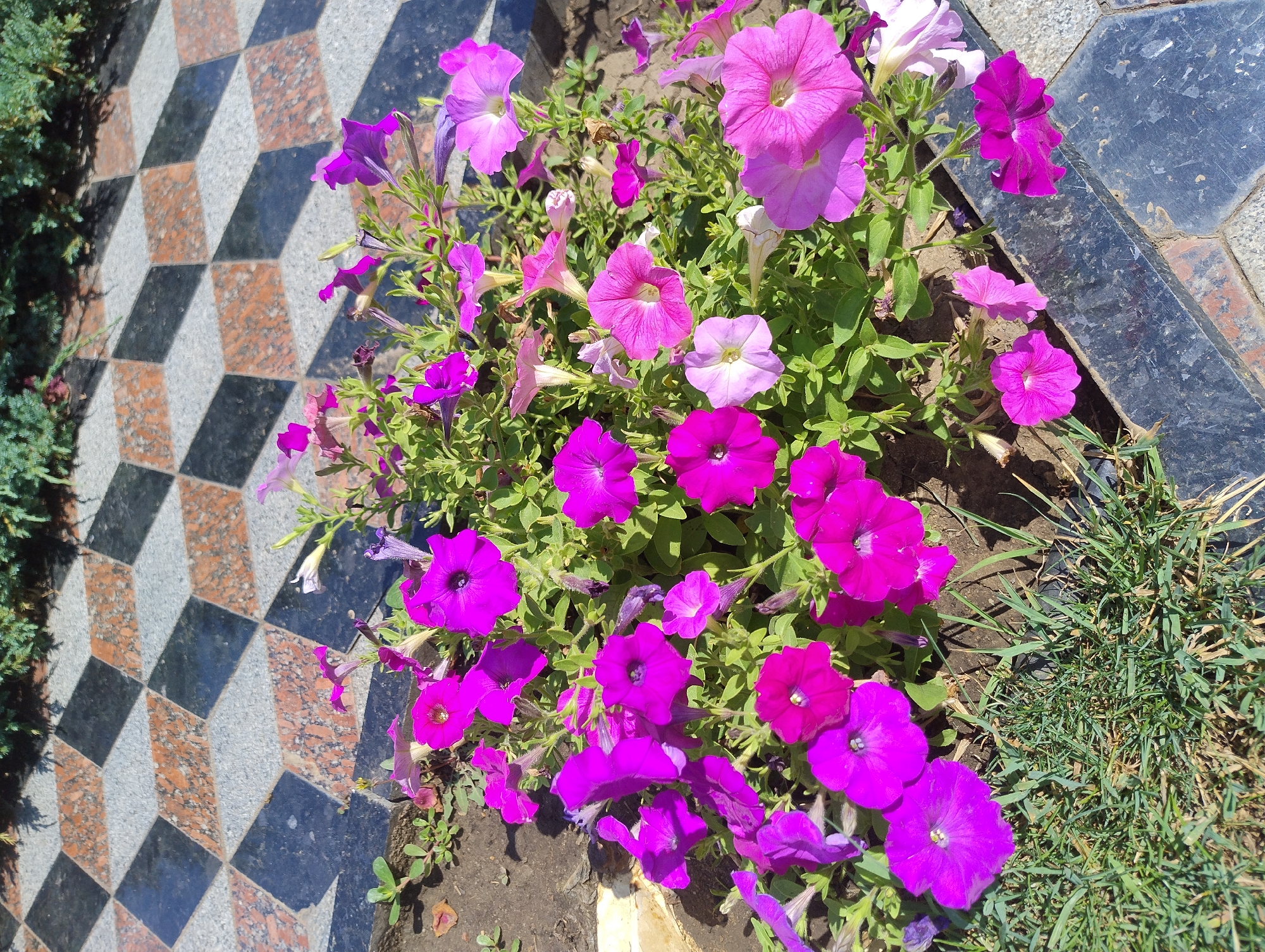 A close-up, overhead shot displays a cluster of vibrant purple petunias in a garden bed. The flowers, in various shades of purple and pink, are in full bloom, their delicate petals reaching towards the sunlight. Behind the flowers, a patterned walkway is visible, composed of square tiles in a repeating geometric design of black, grey, and brown. The walkway creates an illusion of depth and three-dimensionality due to the shadows cast by the surrounding elements. A few blades of grass are also visible in the foreground, adding a touch of natural texture to the scene. The overall image captures a peaceful outdoor setting, likely a park or a well-maintained garden.