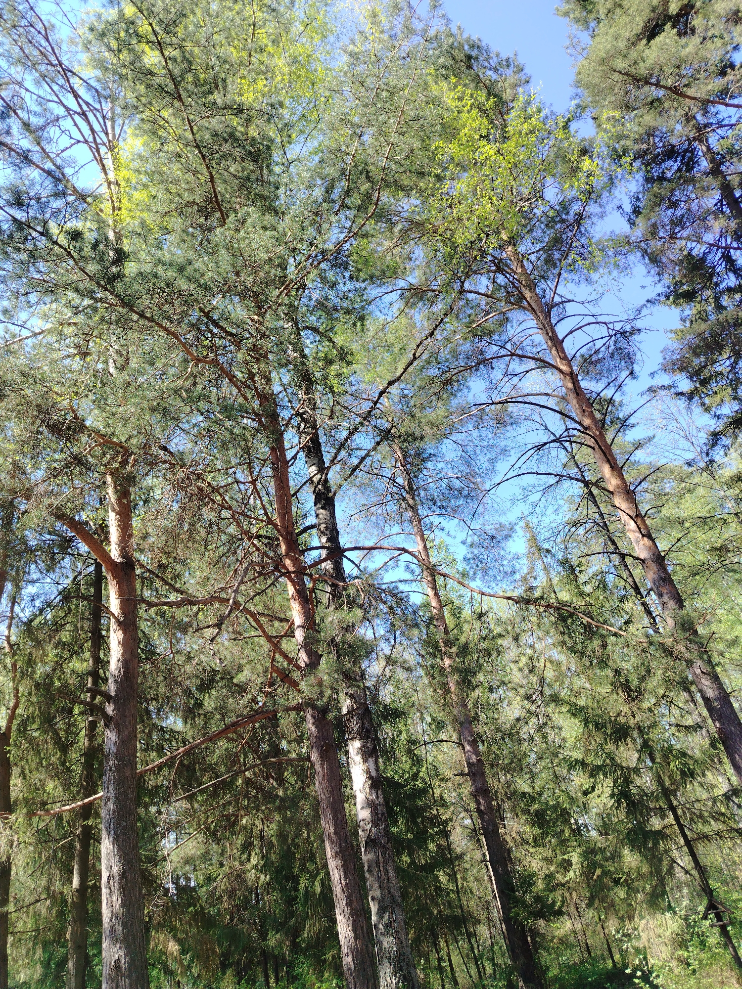 The image shows a forest scene in the city of Noviy, Russia. Tall, thin trees with green needles reach towards a clear, blue sky. The trunks of the trees are various shades of brown and gray. The sun shines through the canopy, creating dappled light on the forest floor. There are no people visible in the image. The ground is covered in low-lying vegetation.