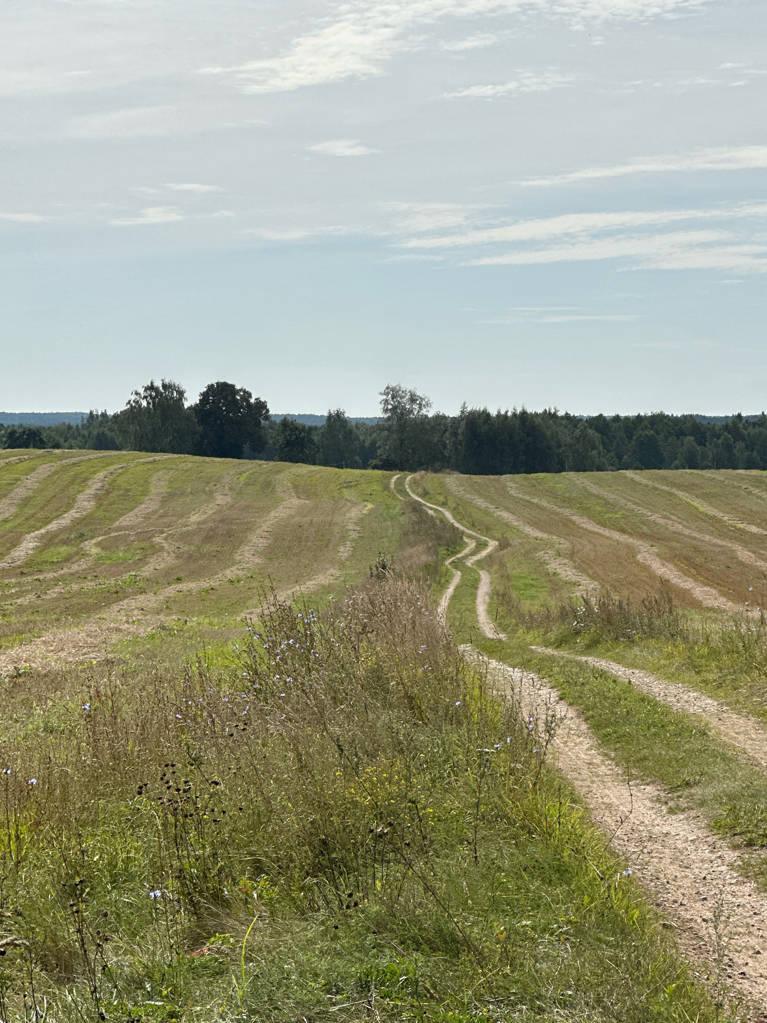 The image shows a rural landscape under a bright, cloudy sky. In the foreground, a dirt road with two distinct tracks winds its way up a gentle slope. The road is bordered by tall, dry grass and some wildflowers, with a few small blue blossoms visible.
The slope in the mid-ground is a mown field, with rows of cut grass creating a striped pattern across the landscape. The field slopes upwards towards a line of trees in the background. The trees form a dense, dark green border across the horizon. The sky above is a pale blue, filled with scattered, wispy clouds.
The scene is peaceful and natural, with no people or man-made structures visible apart from the road. The overall impression is one of a quiet, agricultural countryside. The location is identified as Нарацкі сельскі Савет, Belarus.