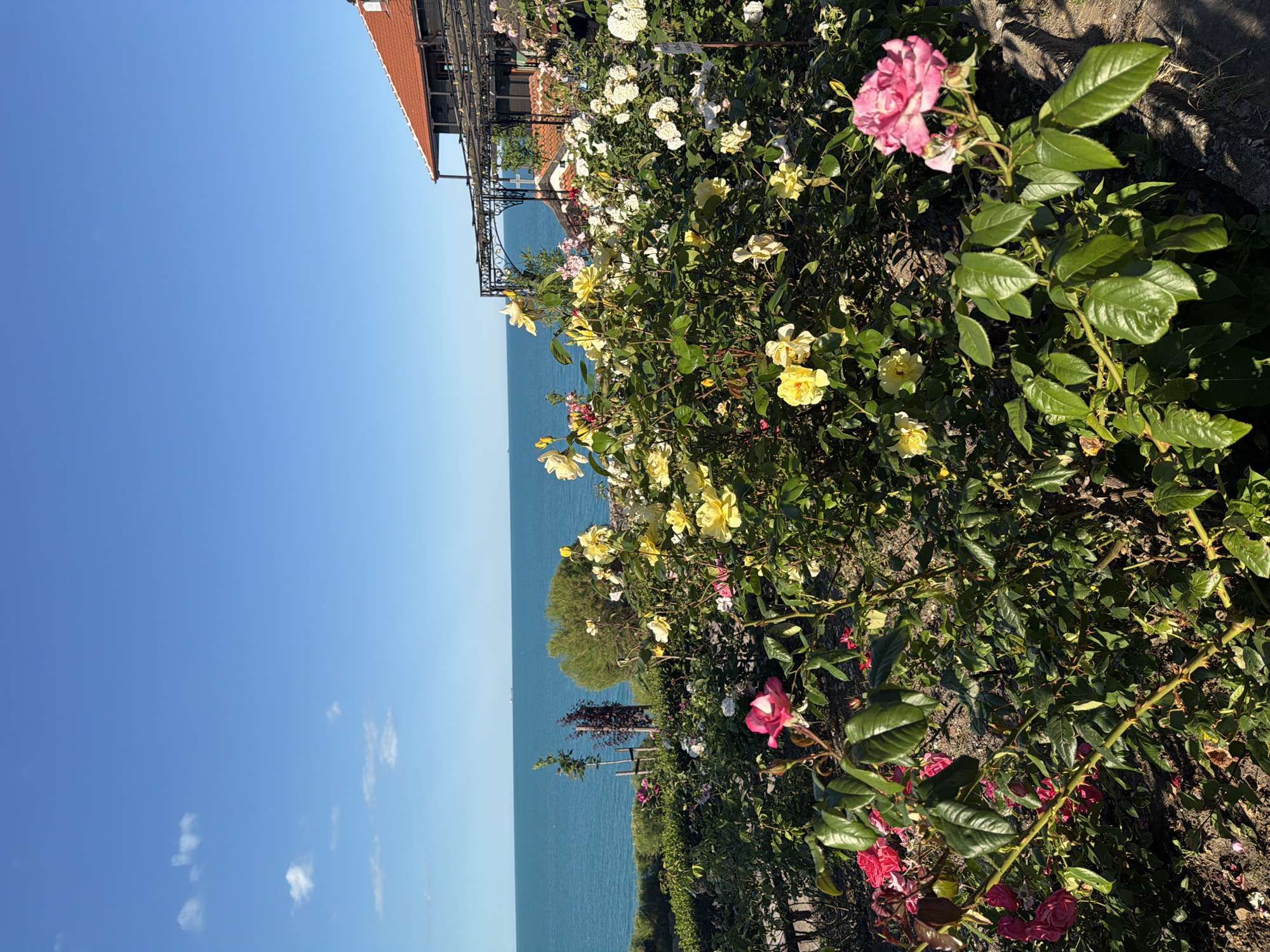 The image captures a vibrant rose garden in Sozopol, Bulgaria, overlooking the Black Sea. In the foreground, a variety of roses are in full bloom, with prominent pink and yellow blossoms, interspersed with lush green foliage. The rose bushes appear healthy and well-maintained.
Beyond the garden, the expansive, tranquil blue waters of the Black Sea stretch towards the horizon. A clear, bright blue sky with a few scattered white clouds forms the upper portion of the scene. In the distance, a few cargo ships are visible on the sea, indicating maritime activity.
To the right of the garden, a building with a distinctive orange-tiled roof and wooden architectural elements is partially visible. Pergolas with intricate metalwork extend from the building, suggesting an outdoor seating area or a decorative feature. The overall impression is one of a serene and picturesque coastal setting, likely a park or a well-kept garden area in Sozopol. No people are present in the image.