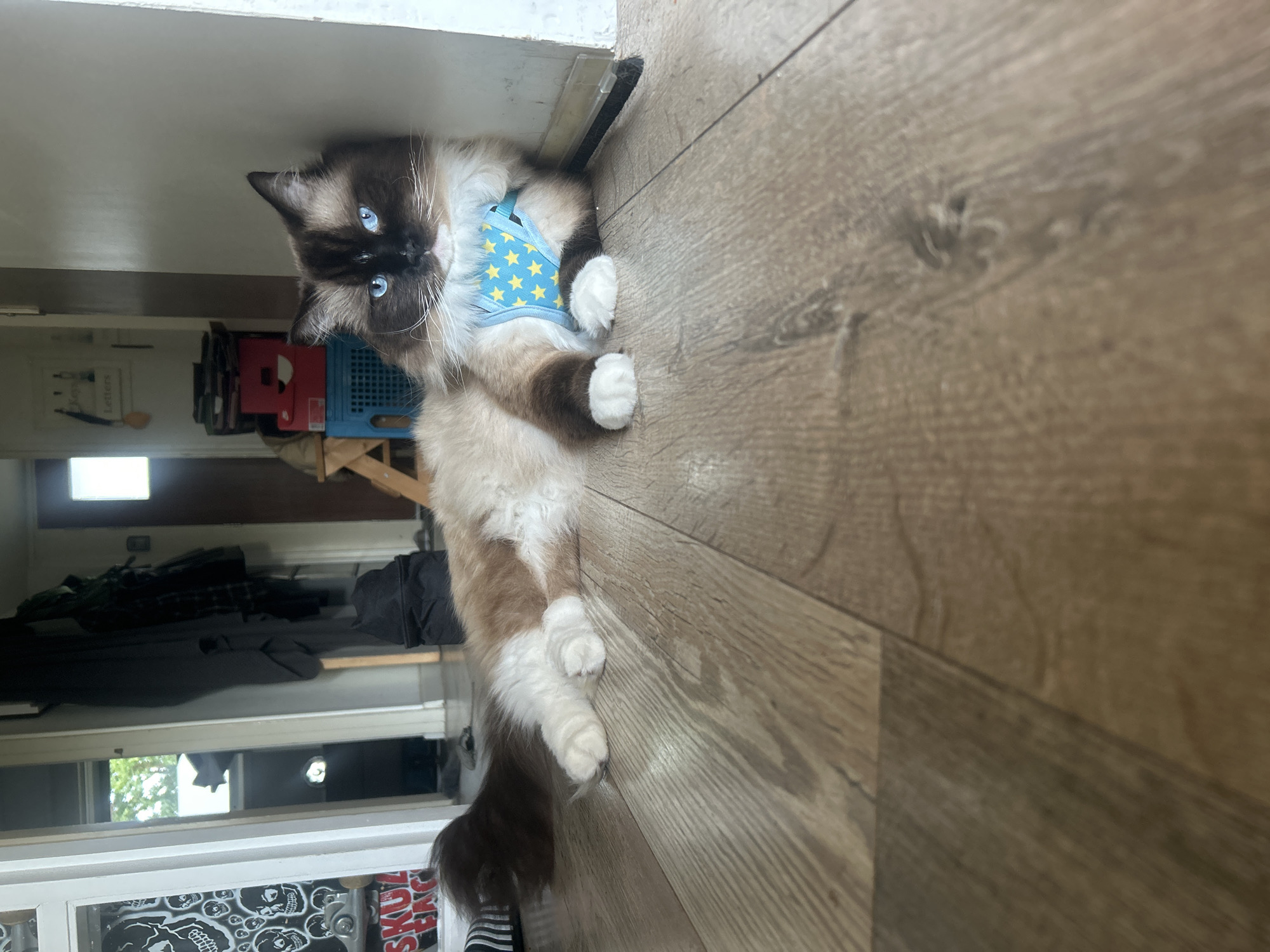 A Ragdoll cat, wearing a blue harness with yellow stars, is lying on a light brown wooden floor. The cat has a dark brown and cream-colored coat and striking blue eyes. In the background, a doorway leads to a hallway with various items, including clothes hanging on a rack, a black backpack, and storage crates. The scene appears to be indoors, likely in a residential setting. The specific location in Leiden, Netherlands, cannot be determined from the image alone.