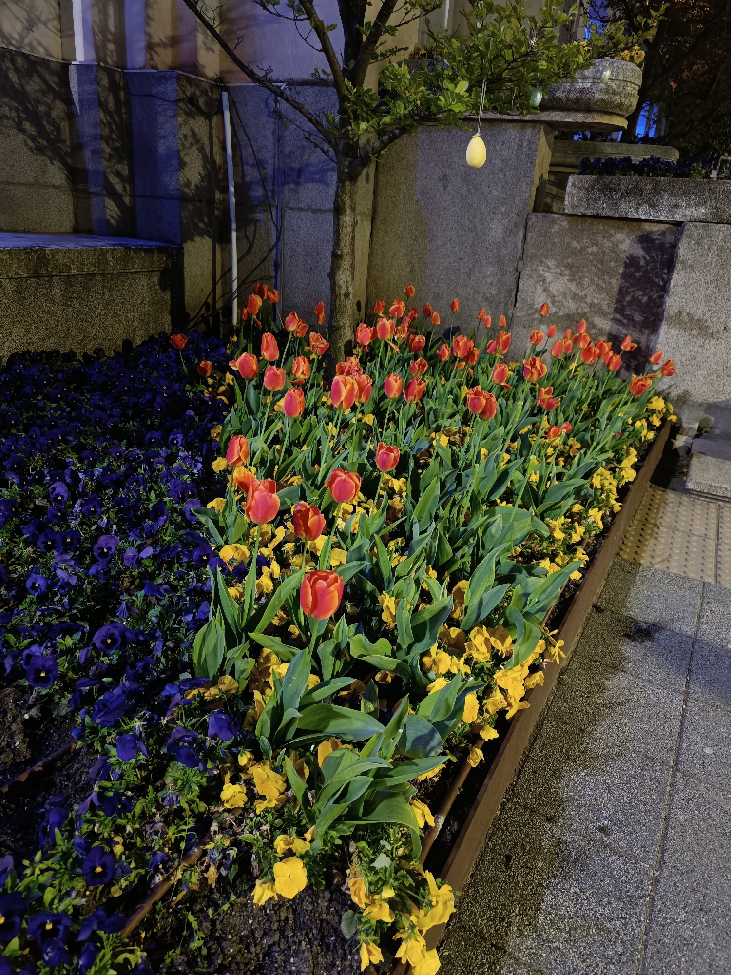 The image displays a vibrant flower bed, likely situated in an urban garden or public space, illuminated by artificial lighting, suggesting it is either dusk, dawn, or nighttime. The scene is dominated by a colorful arrangement of flowers. On the left side, a dense mass of dark purple or blue pansies/violias forms a rich, dark carpet. Adjacent to this, a prominent row of red and orange tulips stands out, interspersed with smaller yellow flowers, possibly pansies or primroses, creating a striking contrast.
In the background, a multi-layered stone wall or building facade with varying textures and shades of grey provides a robust backdrop. A tree with a dark trunk and some green foliage is positioned on the right, casting long, distinct shadows onto the stone surface. Several decorative, egg-shaped ornaments, including a prominent light yellow one, hang from the tree's branches, strongly indicating a springtime or Easter celebration.
The ground to the right of the flower bed consists of grey, textured pavement, resembling a sidewalk or public pathway. The lighting creates sharp contrasts between the brightly lit flowers and the shadowed areas of the wall and ground, adding depth and a somewhat dramatic atmosphere to the scene. No individuals are present, and no visible text can be identified. The overall impression is one of cultivated beauty and seasonal decoration within an urban environment.
