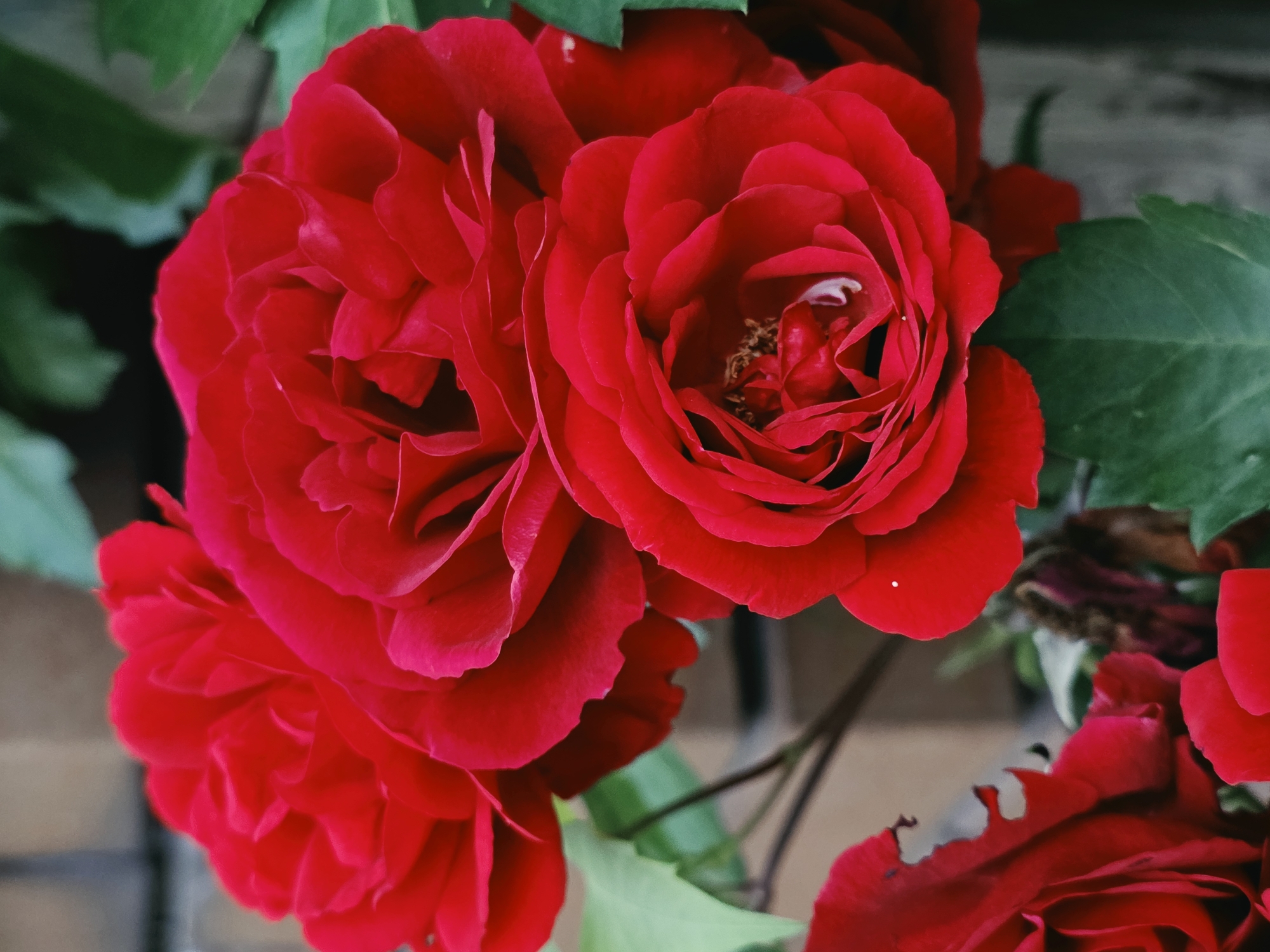 This is a close-up, horizontal, eye-level shot of several vibrant red roses in bloom. The flowers are the primary subject, filling most of the frame. The petals are a deep, rich red with some subtle variations in shade and texture. The roses are densely packed with numerous layers of petals, suggesting they are fully open. In the center of the rightmost rose, the stamen and pistil are visible, appearing as small, dark, textured elements.
Green leaves are interspersed with the roses, providing a natural backdrop and contrast to the red blooms. Some leaves are sharp and in focus, while others are slightly blurred, creating a sense of depth. The background appears to be a textured, muted brown surface, possibly a brick wall or wooden fence, also out of focus. A faint, lighter-colored speck, possibly a water droplet, is visible on a petal in the upper right quadrant.
The lighting suggests daylight, but the exact time of day is not clear. There are no people or animals present. The scene depicts a natural, outdoor setting, likely a garden or a park. The overall mood is one of natural beauty and vibrant color. No text is visible in the image. The location context provided is Warsaw, Poland, but there are no specific visual cues within the image to confirm this.