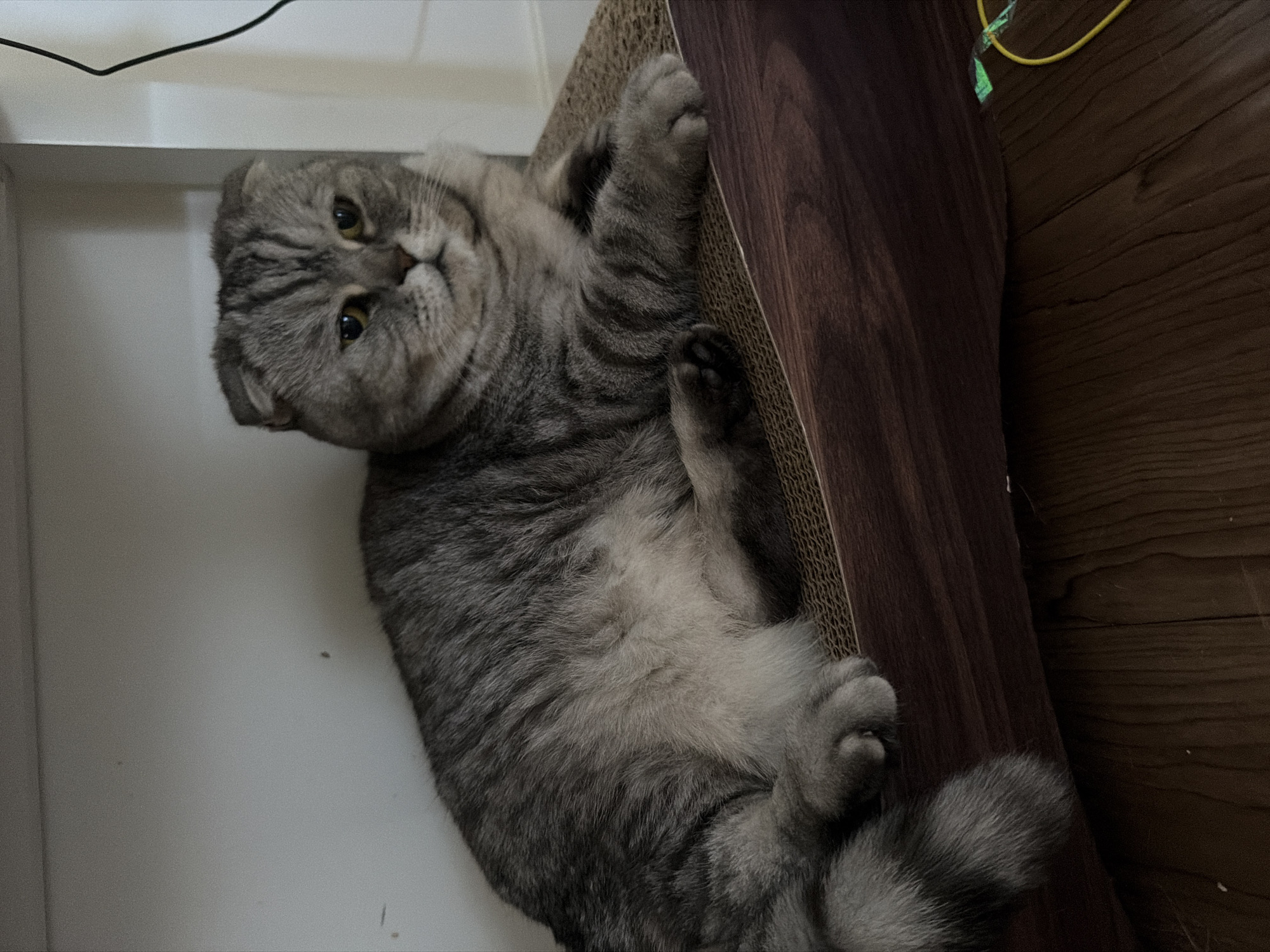 A grey tabby Scottish Fold cat rests on a brown cardboard scratcher. The cat's fur is short and banded with darker grey stripes. Its ears are folded forward, and its eyes are a greenish-yellow. The cat is lying down with its front paws tucked beneath its chest and its hind legs extended. The scratcher is positioned on a dark brown wooden floor. In the background, a white wall is visible, with some faint dark marks on its surface. A black cable is also visible, attached to the wall and running downwards. A bright yellow cable with green accents lies on the floor near the scratcher. The scene appears to be indoors, in a residential setting within Glendale, United States of America.