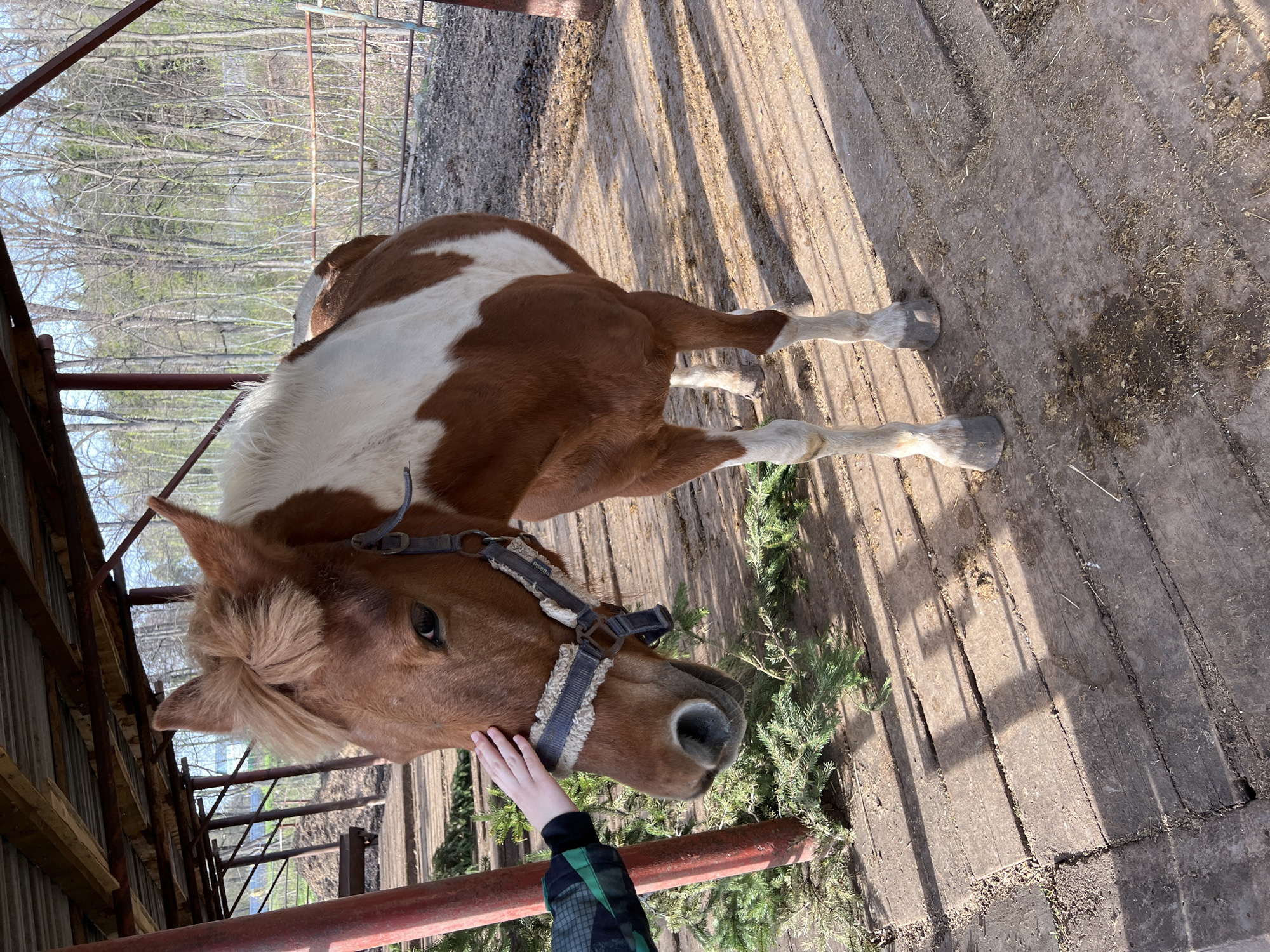 The image depicts a brown and white horse standing in what appears to be a stable or paddock. The horse is wearing a halter. A hand is reaching out to touch or pet the horse on its face. The ground is wooden, and there are some green plants scattered around. The scene is located outdoors, with trees visible in the background. The location given is Sanatoriya Yumatovo Imeni 15-Letiya Bassr, Russia. There are no other people visible in the image.