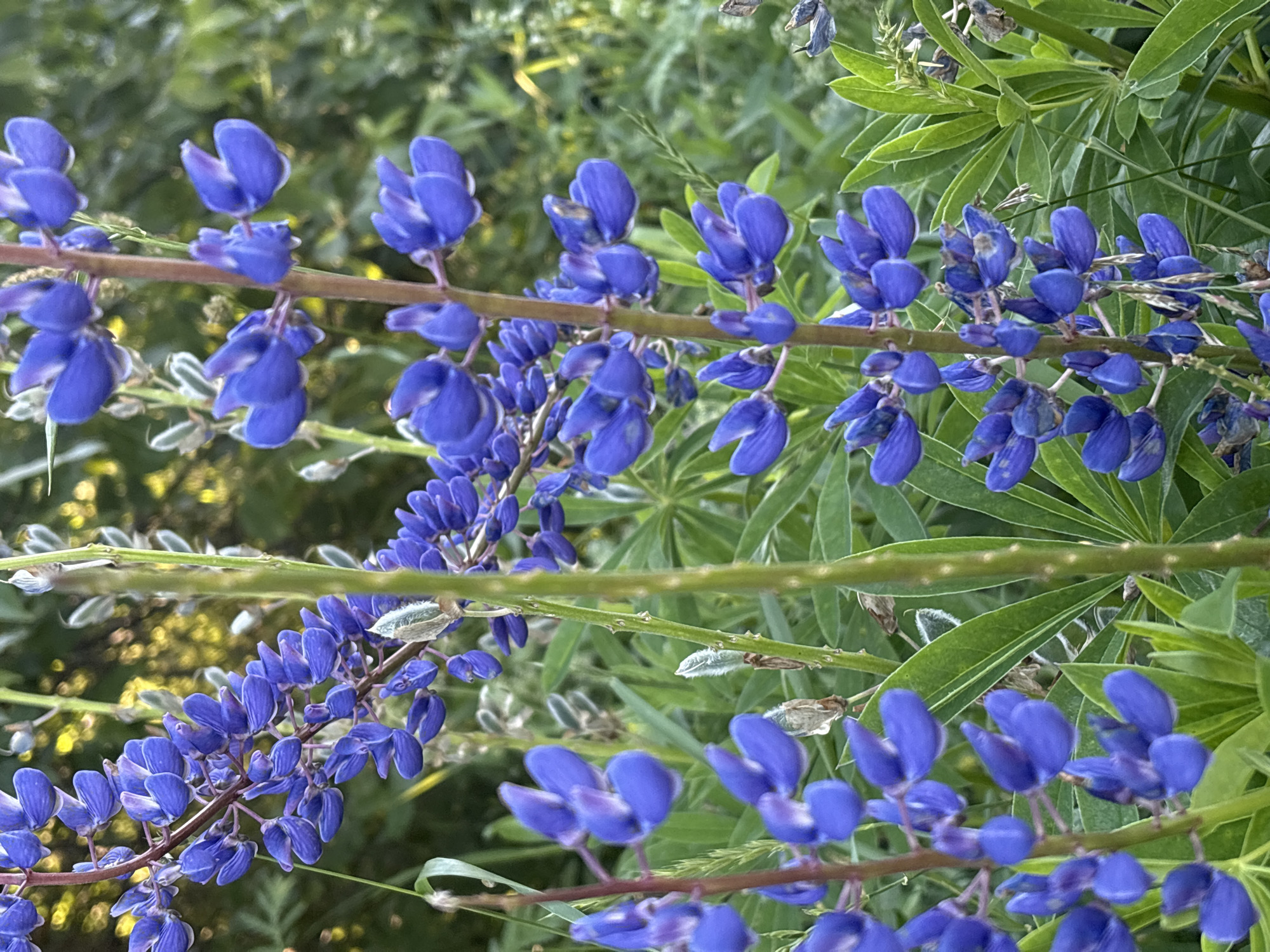 The image is a close-up, vertical, outdoor shot of several blue lupine flowers in bloom, with a focus on their intricate petals and stems. The background is blurred, showing green foliage and hints of yellow light, suggesting natural sunlight filtering through. The flowers are clustered along tall, upright stems, with individual florets displaying shades of deep blue and purple. Some of the flower buds are still closed, while others are fully open, revealing their delicate structure. The overall impression is one of natural beauty and the vibrancy of summer flora. The location is identified as being in the city of Ostrovskoye, Russia.