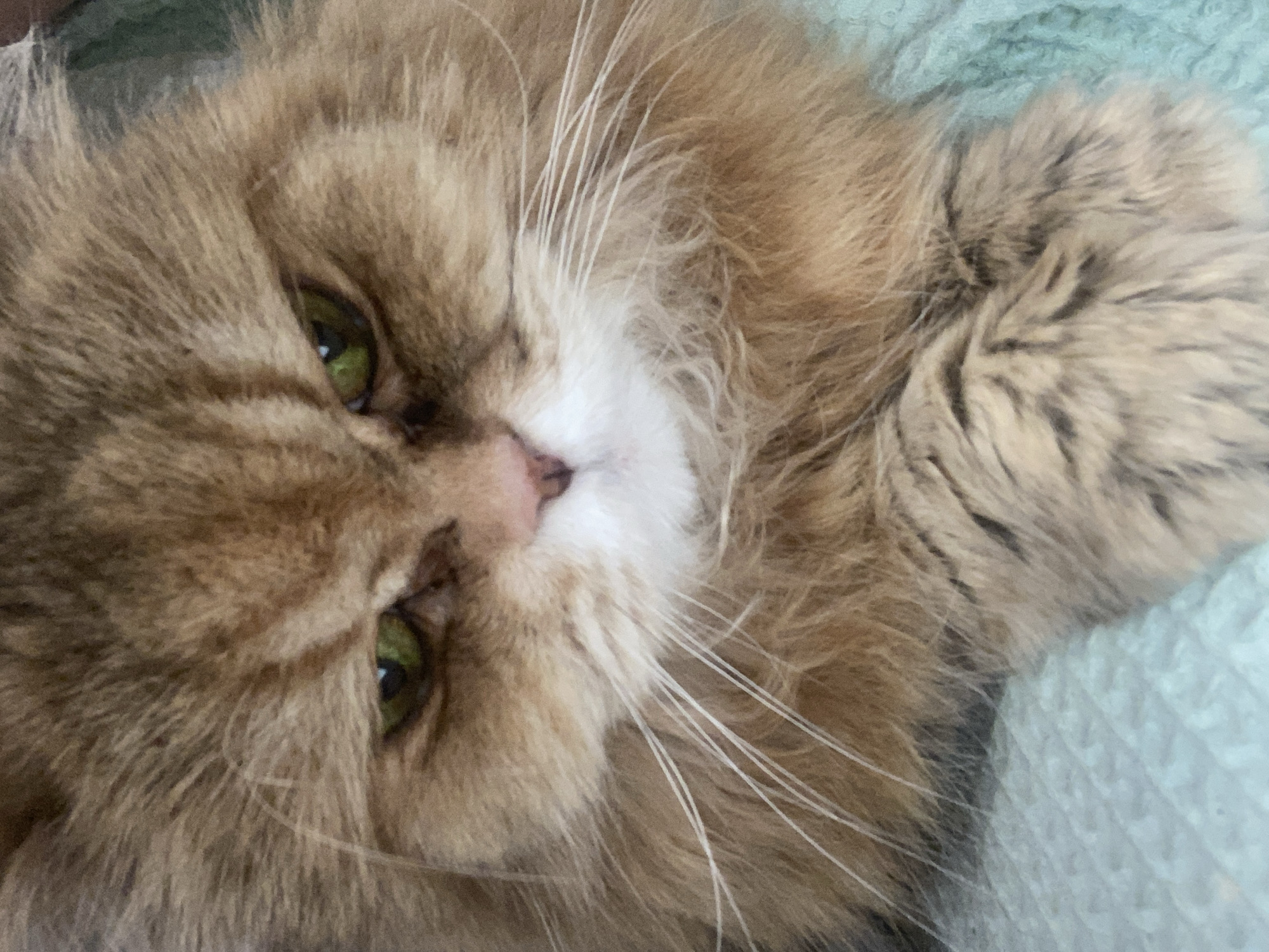 A close-up of a fluffy, light brown cat with green eyes. The cat is lying down on a light blue textured surface. Its face is angled towards the camera. The cat's nose is pink and its whiskers are long and white. The background is out of focus. No location can be determined from the image.