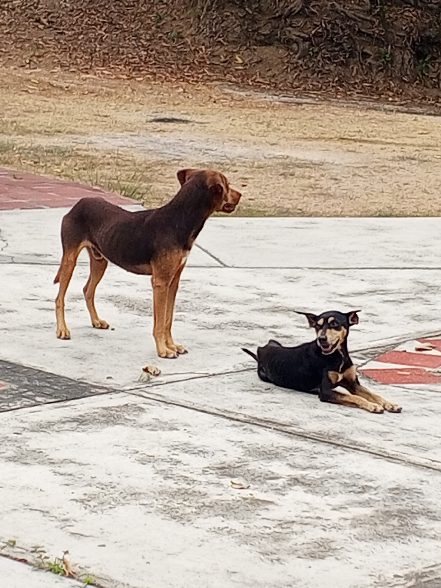 The image depicts two dogs on a concrete surface, likely a patio or public space, located in Tinaquillo, Venezuela. The first dog is brown and lean, standing on four legs. The second dog is black with tan markings and is lying down. The background consists of a grassy area and trees. There is minimal human presence or activity visible in the image.