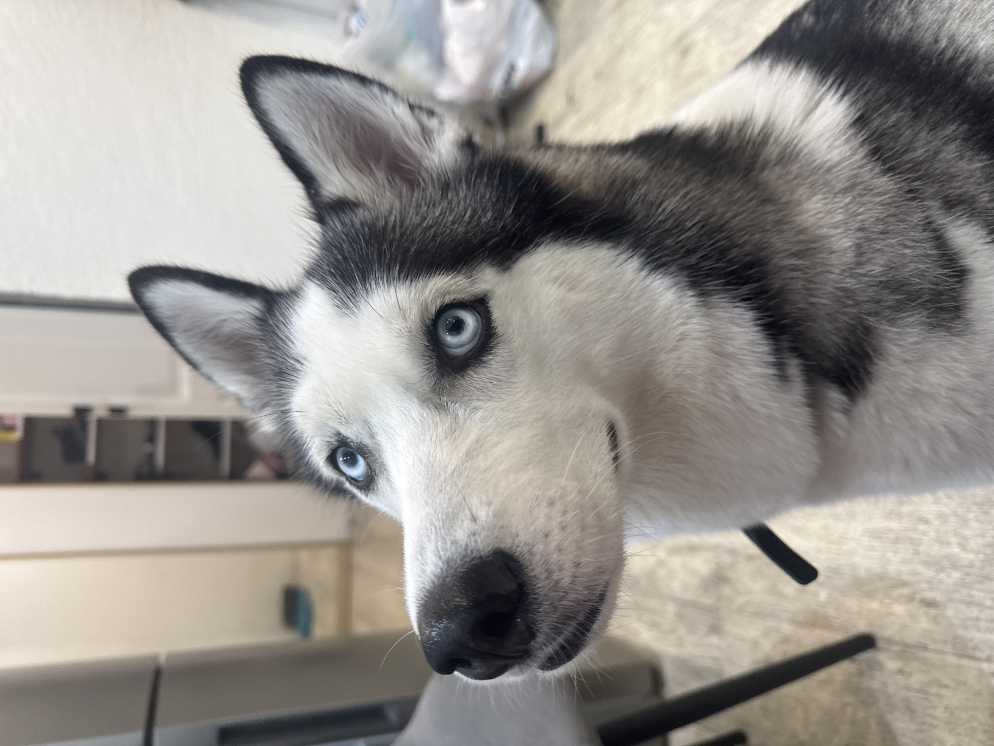 The image shows a close-up of a Siberian Husky dog's head and upper body. The dog has striking blue eyes, black and white fur, and alert ears. It is looking slightly upwards and to its left. The background is out of focus but appears to be an indoor setting with wooden flooring and some furniture, possibly in a home. There is no identifiable information or landmarks visible that would suggest a location in Tolyatti, Russia.