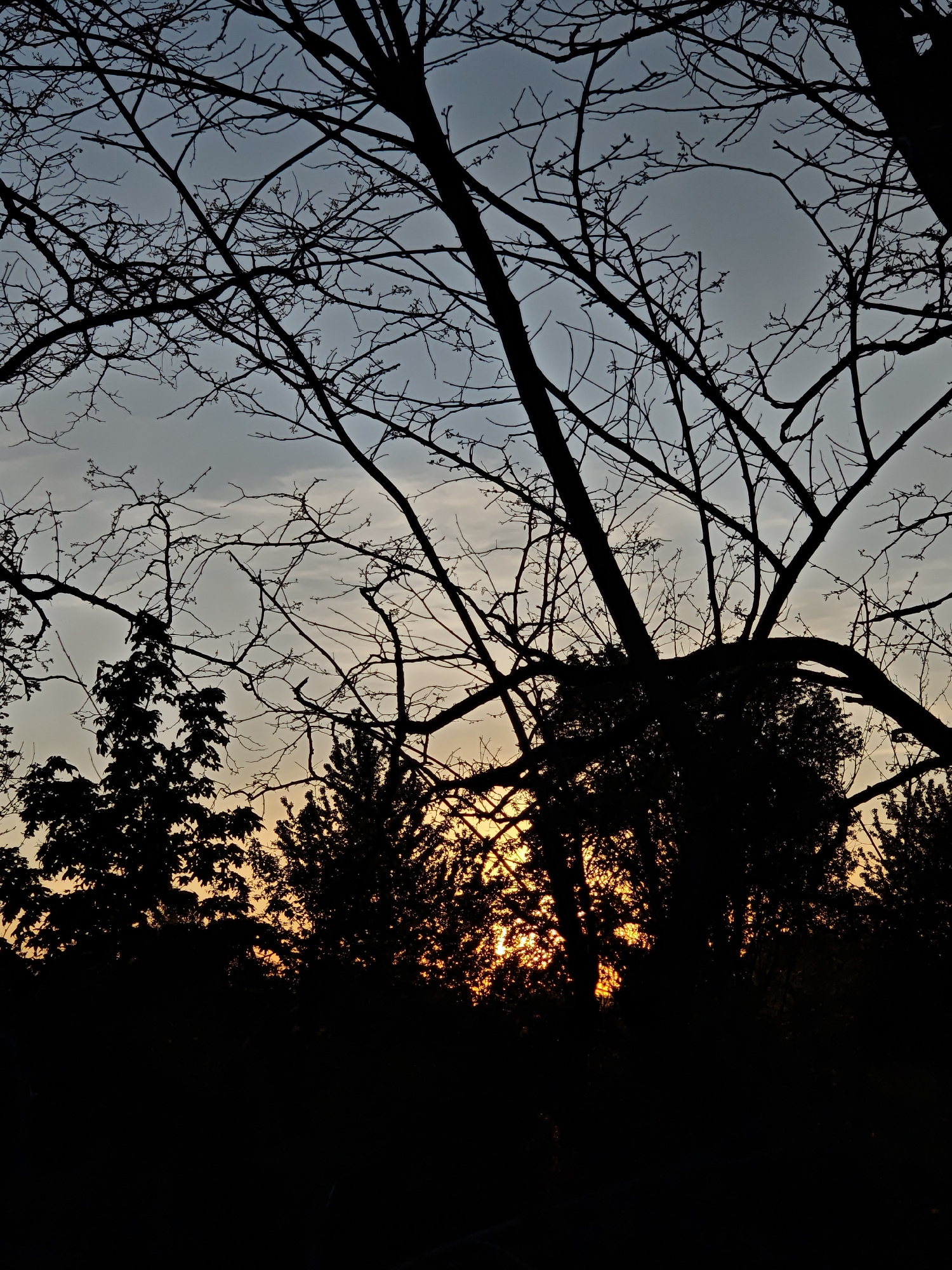 The image captures a silhouetted view of trees against a sunset sky. The location is Parkhomivka, Ukraine. The sky transitions from a light blue at the top to a warm orange near the horizon, where the sun is setting. The trees in the foreground are dark silhouettes, with varying shapes and sizes. Bare branches are visible in the upper portion of the image. The overall scene evokes a sense of tranquility.