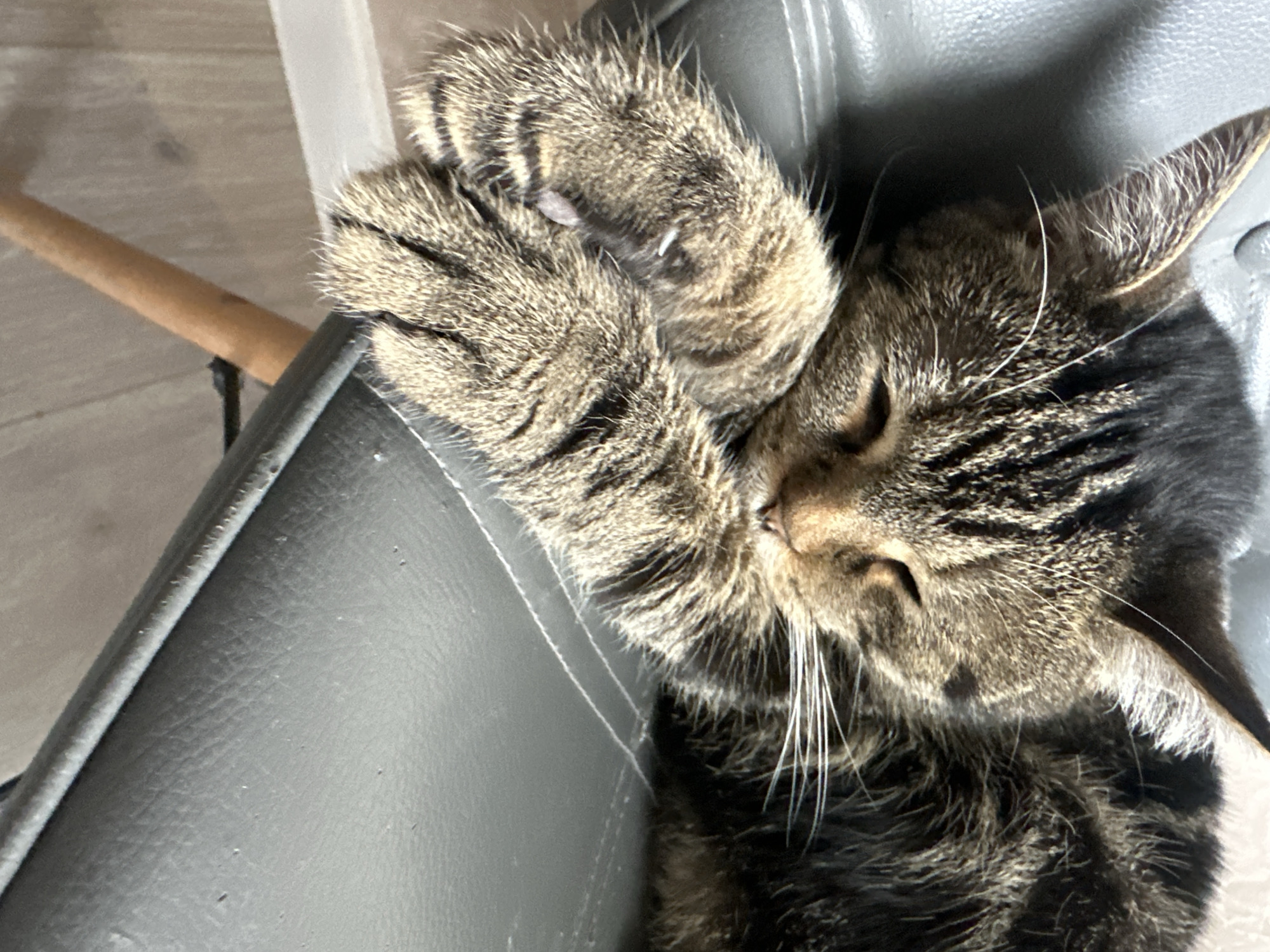 A brown tabby cat is sleeping on a gray leather chair. The cat's paws are curled up near its face. The cat is lying on its side. A wooden chair leg is visible in the background. The location is unknown and there is no information about Stavropol, Russia.