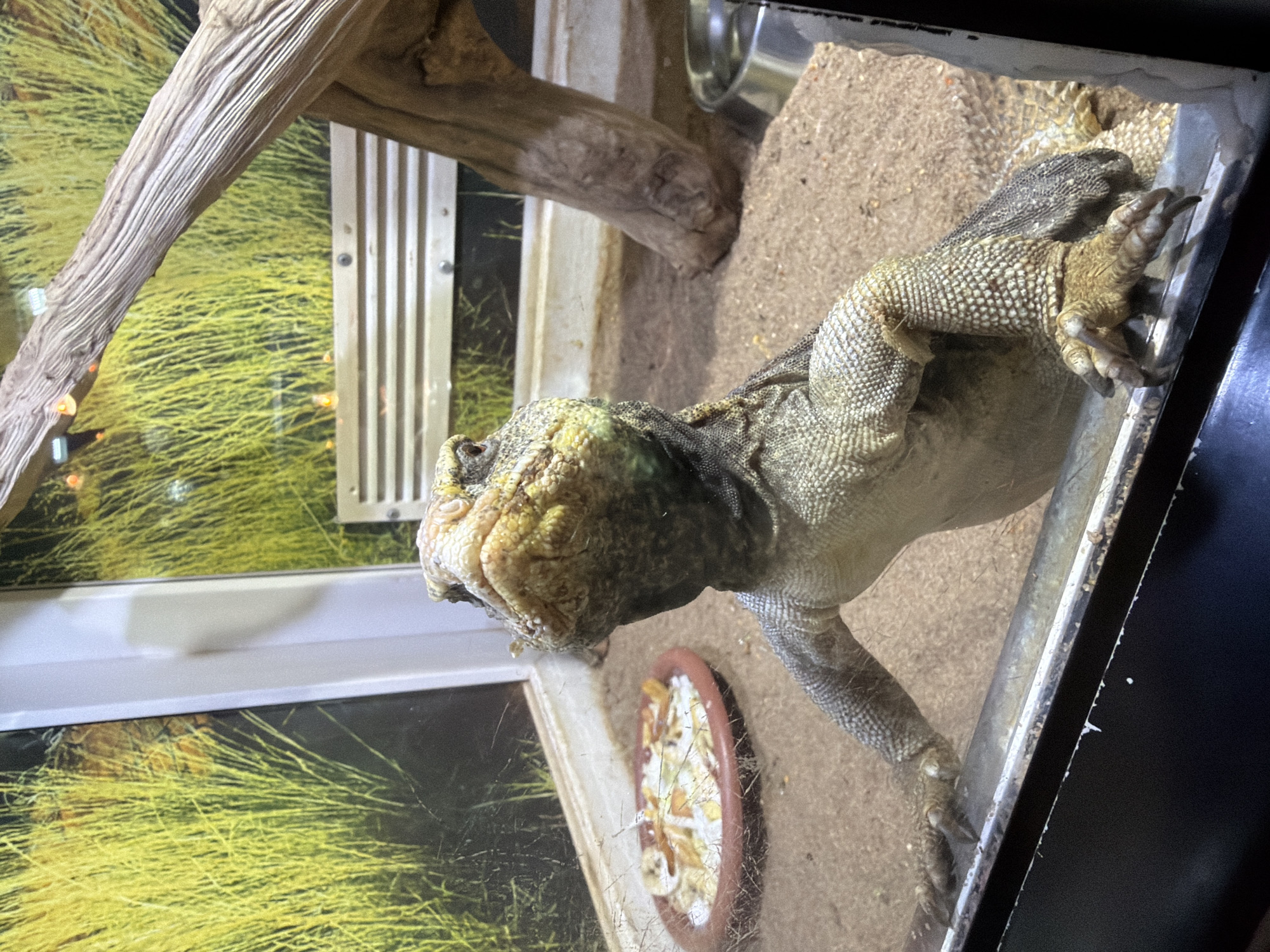 A lizard stands on its hind legs, gripping the edge of a glass enclosure with its front claws. The lizard, with scales ranging from tan to dark gray, faces the camera with its head tilted up. Its snout is a mottled yellow and green, and its eyes are dark. Behind the lizard, the enclosure contains sandy substrate, a shallow brown dish filled with food, and a large piece of driftwood. The background of the enclosure features a vibrant green and yellow grass pattern. The enclosure is illuminated, casting shadows and highlighting the texture of the lizard's skin and the surrounding environment.