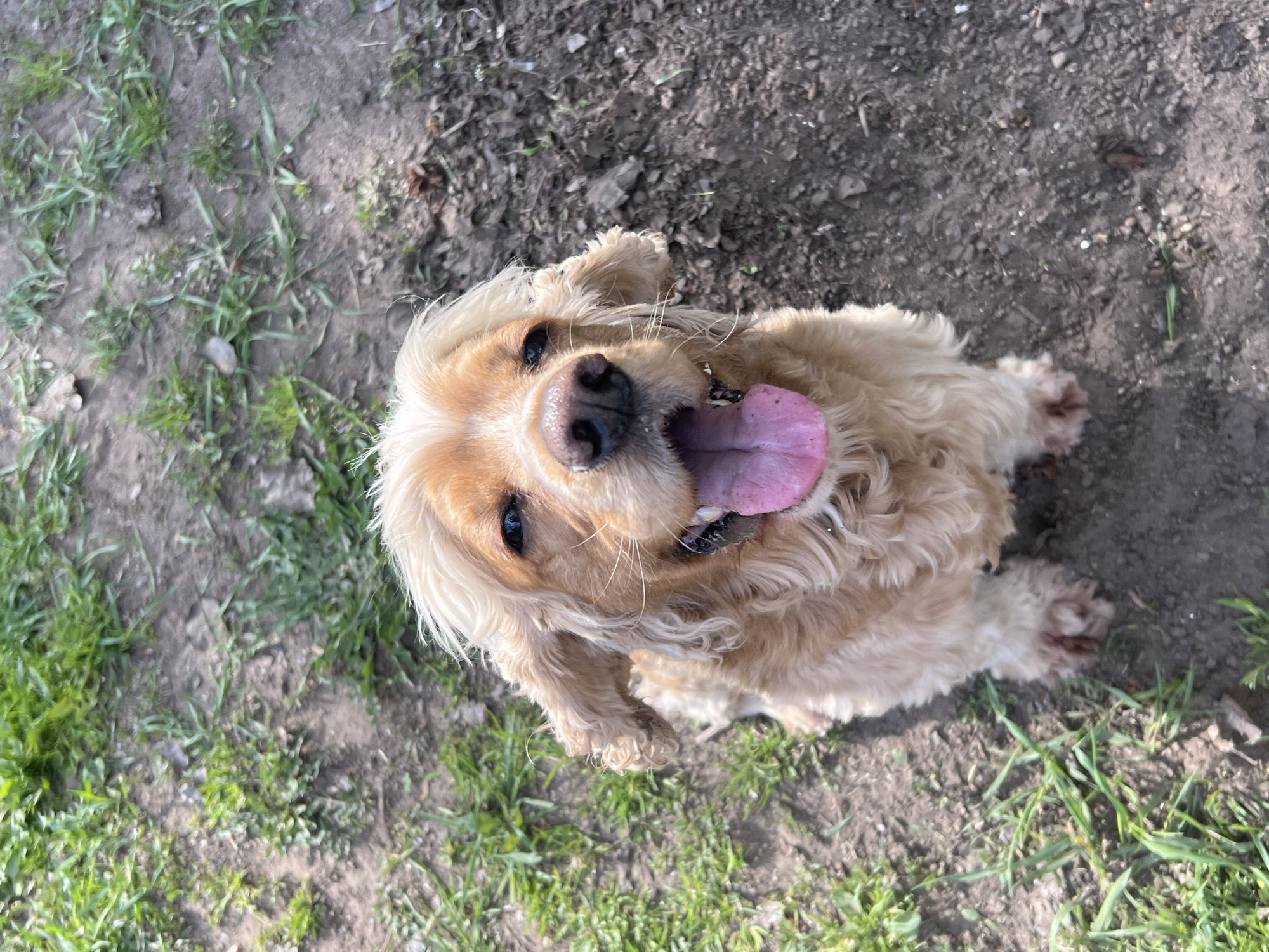 The image depicts a medium-sized, light-brown Cocker Spaniel dog sitting on the ground. The dog is looking up at the camera with its mouth open and tongue extended, suggesting it may be panting or smiling. The dog's coat is curly and fluffy. The environment appears to be an outdoor area with a mixture of dirt and patches of grass. The setting is near Chaikovsky, Russia, as the surrounding area features features which are typical of that locale. No people are visible in the image. The focus is solely on the dog and its immediate surroundings.