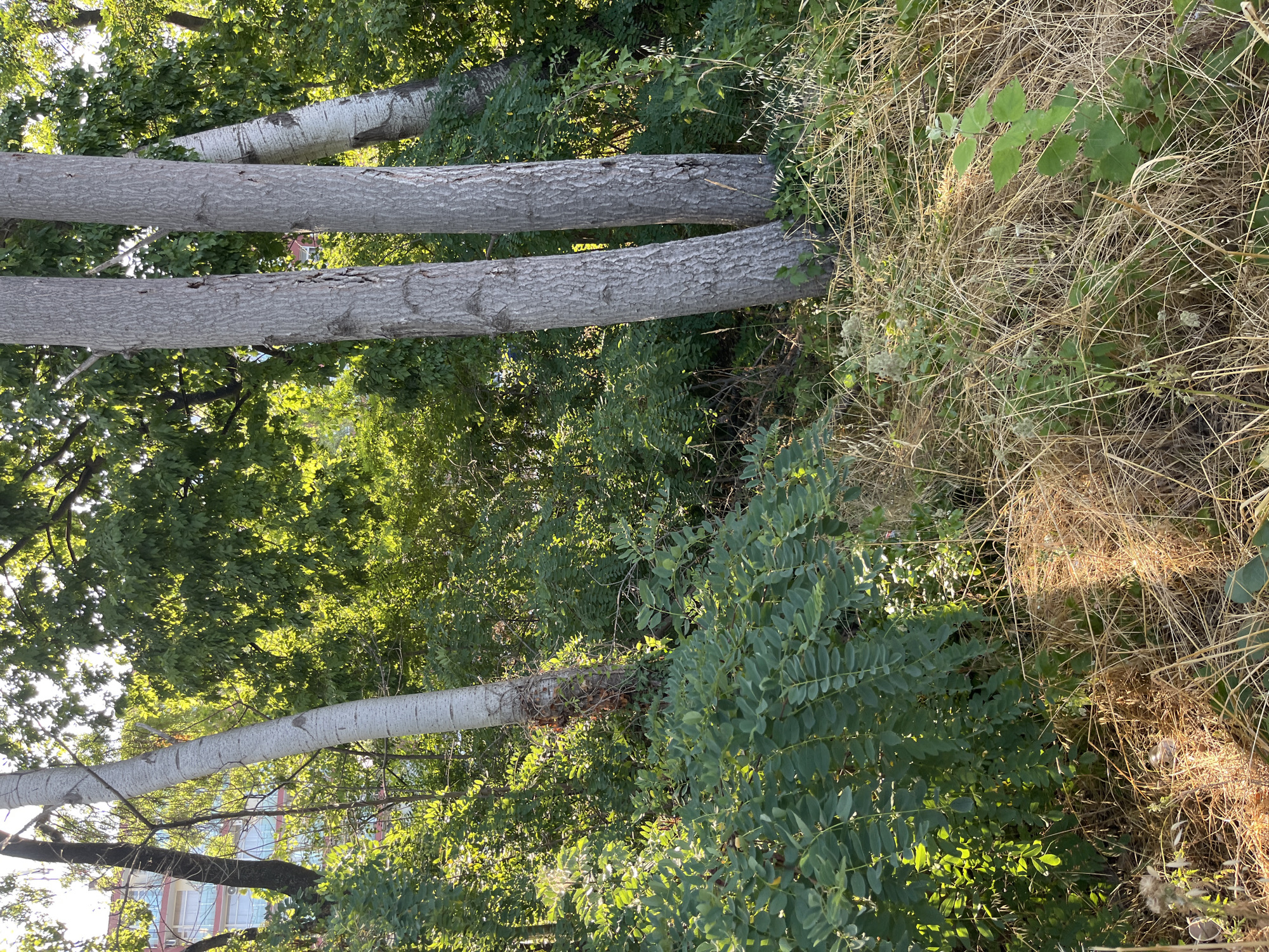 The image depicts a natural scene with lush greenery and dry grass, set against the backdrop of a building in Nesebar, Bulgaria. Several tree trunks are visible, some with rough, textured bark and others with smoother, lighter bark. Dense foliage, predominantly green, surrounds the trees, creating a vibrant, overgrown atmosphere. In the foreground, dry, straw-like grass covers the ground, some of it illuminated by sunlight. In the upper left portion of the image, a building with multiple floors, featuring windows and a blue and white facade, is partially visible through the trees. The overall impression is one of a natural area encroaching on urban development.