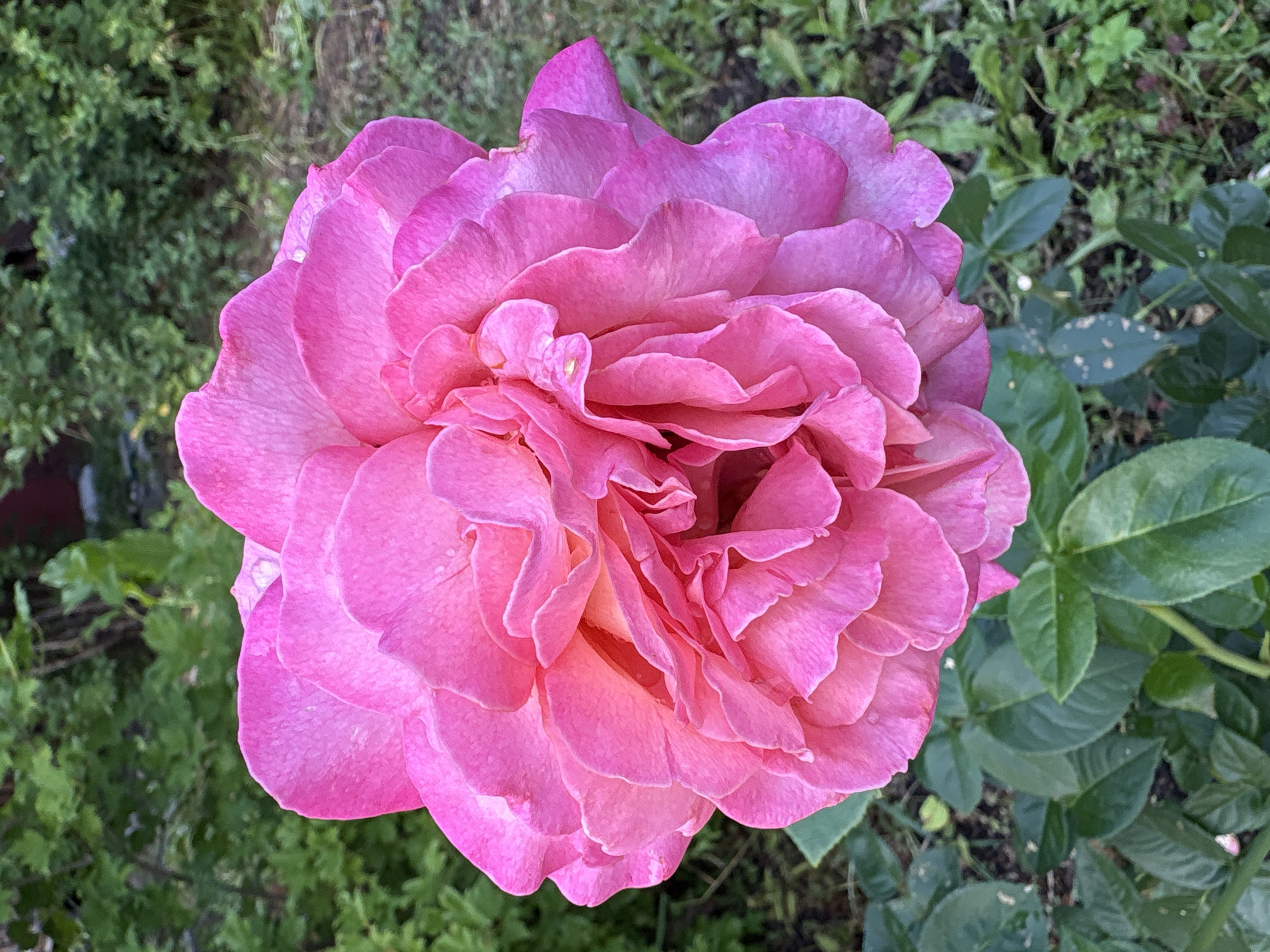A large, fully bloomed pink rose is the central focus of this close-up, vertical, outdoor shot. The rose, with its many layered petals, exhibits a range of pink hues, from a soft blush to a deeper magenta. Some petals appear slightly translucent, with hints of yellow peeking through from the center. A few tiny water droplets are visible on the petals. The rose is set against a blurred background of green foliage, suggesting a garden setting. The lower portion of the image shows the green leaves of the rose plant. The scene is likely located in the city of Dubrovino, Russia, given the typical garden environments found in such locations. There are no people or animals visible in the image. The lighting appears to be natural daylight, casting soft shadows within the rose's petals.