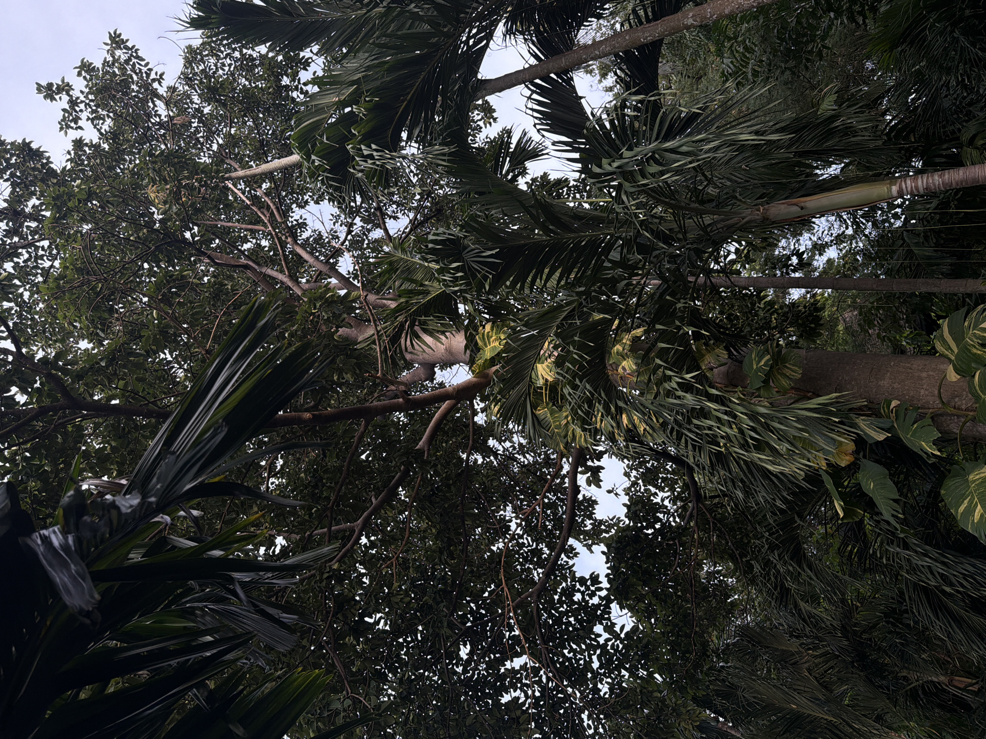 A low-angle shot captures a dense canopy of tropical foliage against an overcast sky. The foreground is dominated by the dark green, feather-like fronds of palm trees, some of which hang low over the viewer's perspective. Behind these, a large tree trunk, light brown and textured, is visible. Vines with broad, variegated leaves (likely a species of Pothos) cling to this trunk. Interspersed with the palms are the darker green leaves and branches of a larger tree, its silhouette filling much of the upper frame. The overall impression is of a lush, overgrown natural environment, consistent with the tropical climate of Ko Samui District, Thailand. No people or animals are present. The lighting is diffused, suggesting either early morning or late afternoon.