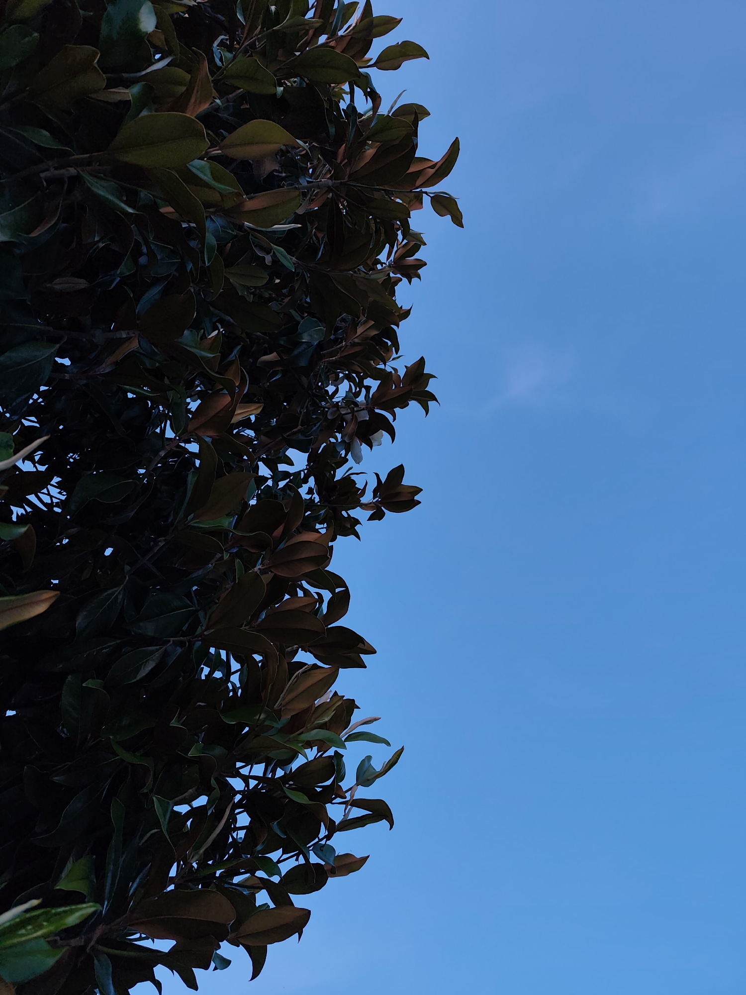 The image displays a dense canopy of a tree against a clear blue sky. The tree's foliage occupies the entire left half of the vertical frame, extending from top to bottom. Its leaves are thick and leathery, primarily appearing in shades of dark green, with noticeable reddish-brown or coppery undersides visible on many leaves, suggesting a type of magnolia. The leaves are clustered densely, creating a rich, textured pattern.
The right side of the frame is dominated by a vibrant, bright blue sky. There are only a few extremely faint, wispy clouds, barely visible against the uniform blue, indicating clear weather. The lighting suggests either early morning or late afternoon, as the tree's foliage appears somewhat shadowed, contrasting with the brightness of the sky.
The scene is static, featuring only natural elements. There are no people, man-made objects, or discernible activity taking place. No text is visible within the image. The setting is outdoors in Spuž, Montenegro.