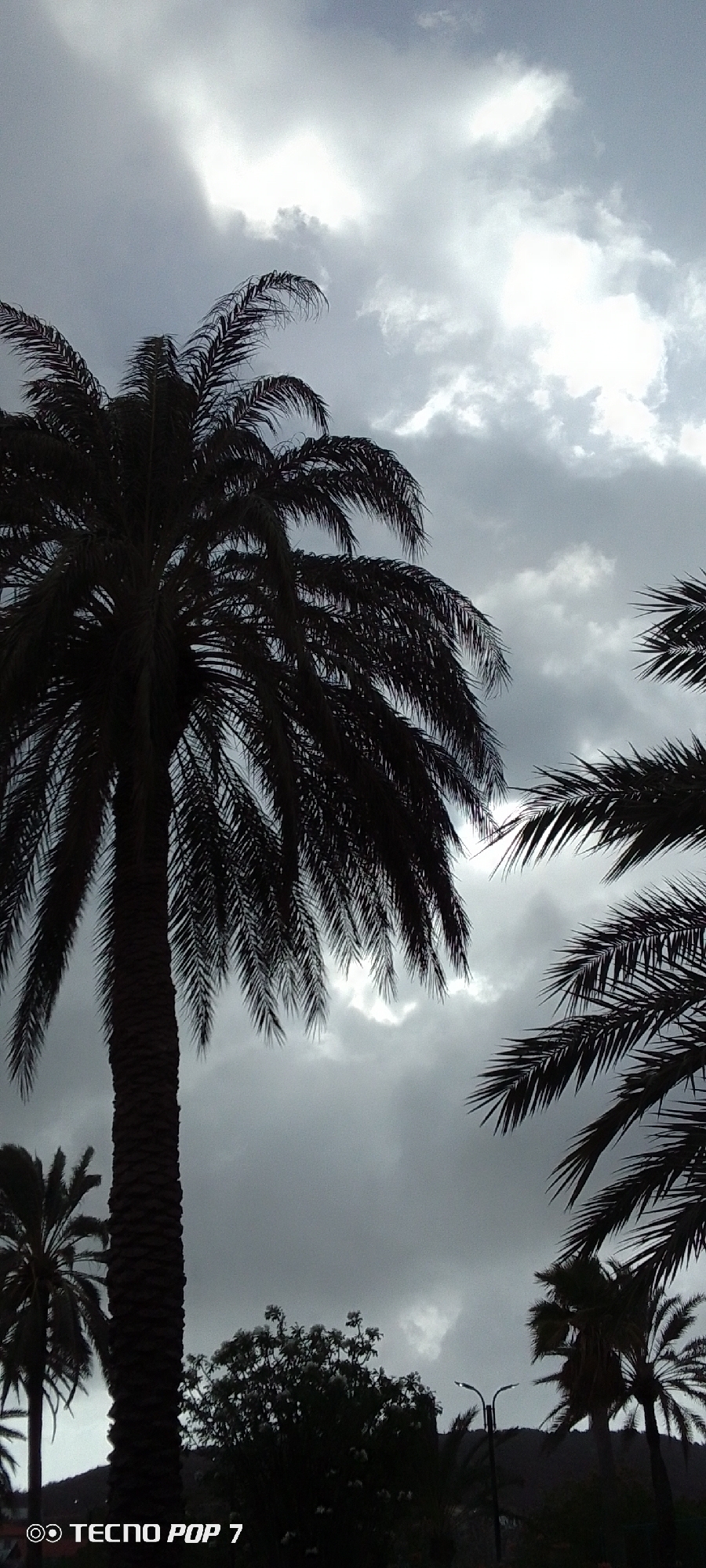 A vertical photograph captures a dramatic, overcast sky dominated by dark silhouettes of palm trees. A large palm tree with a thick trunk and dense fronds occupies the left side of the frame, its foliage extending towards the top and right. Additional palm fronds are visible on the right, framing the cloudy sky, and another smaller palm is partially seen on the bottom left. The sky is heavily clouded, with patches of bright light breaking through the dense gray and white clouds, creating a strong contrast with the foreground elements.
In the lower center and right, other dark vegetation, including a bush with lighter foliage, is discernible. A street light with two luminaires is visible in the lower right quadrant, emerging from the dark vegetation. A subtle outline of a mountain or hill can be seen in the distant background, obscured by the clouds and lower trees.
The scene conveys a somber or anticipatory mood, characteristic of pre-storm or post-storm conditions, though the presence of bright sky patches indicates it is daytime. The combination of palm trees, mountains, and a street light suggests a tropical or subtropical setting, consistent with Pedro González, Venezuela. The text "TECNO POP 7" along with a camera icon is present in the bottom left corner, indicating the device used for capture. No human activity is depicted.