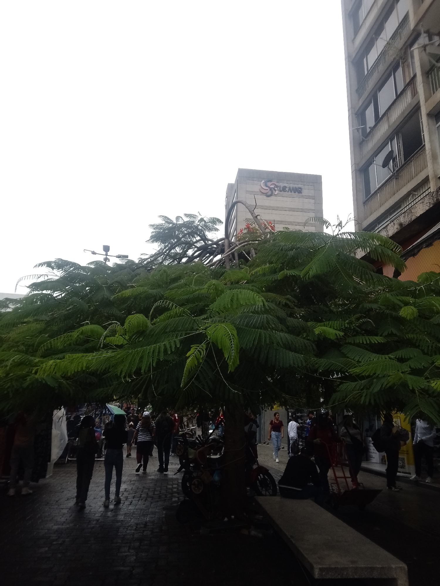 This image depicts an urban street scene in Caracas, Venezuela, specifically near the Edificio Salemar in the Sabana Grande area. The sky is uniformly overcast and bright white, providing diffuse illumination to the upper portions of the scene.
A large, dense-canopied tree with dark green, pinnate leaves dominates the mid-ground, extending across the width of the frame and casting significant shade over the lower half of the image. Some sparse reddish-orange flowers are visible within the tree's branches towards the center-right.
To the right of the image, a tall, multi-story concrete building with numerous rectangular windows and balconies is visible. A dark, circular satellite dish is mounted on a balcony on the upper-mid right side of this building. In the mid-ground, to the left of the tall building and partially obscured by the tree, stands a lighter-colored, blocky building with the logo "SALEMAR" prominently displayed on its facade. The logo features a stylized 'S' in red and blue, followed by "LEMAR" in gray text.
Below the tree's canopy, a dark, paved street or walkway is visible, appearing somewhat damp or wet. Numerous pedestrians are present in the shaded foreground and mid-ground. Individuals are seen walking in various directions; one person in the lower-mid right is pushing a red handcart. Several motorcycles or scooters are parked along the side of the pathway in the mid-right. A concrete bench is positioned in the lower right foreground, with a person sitting on it. A street lamp is faintly visible above the tree canopy in the upper-mid left section of the image. The extreme foreground is heavily shadowed by the tree's foliage.